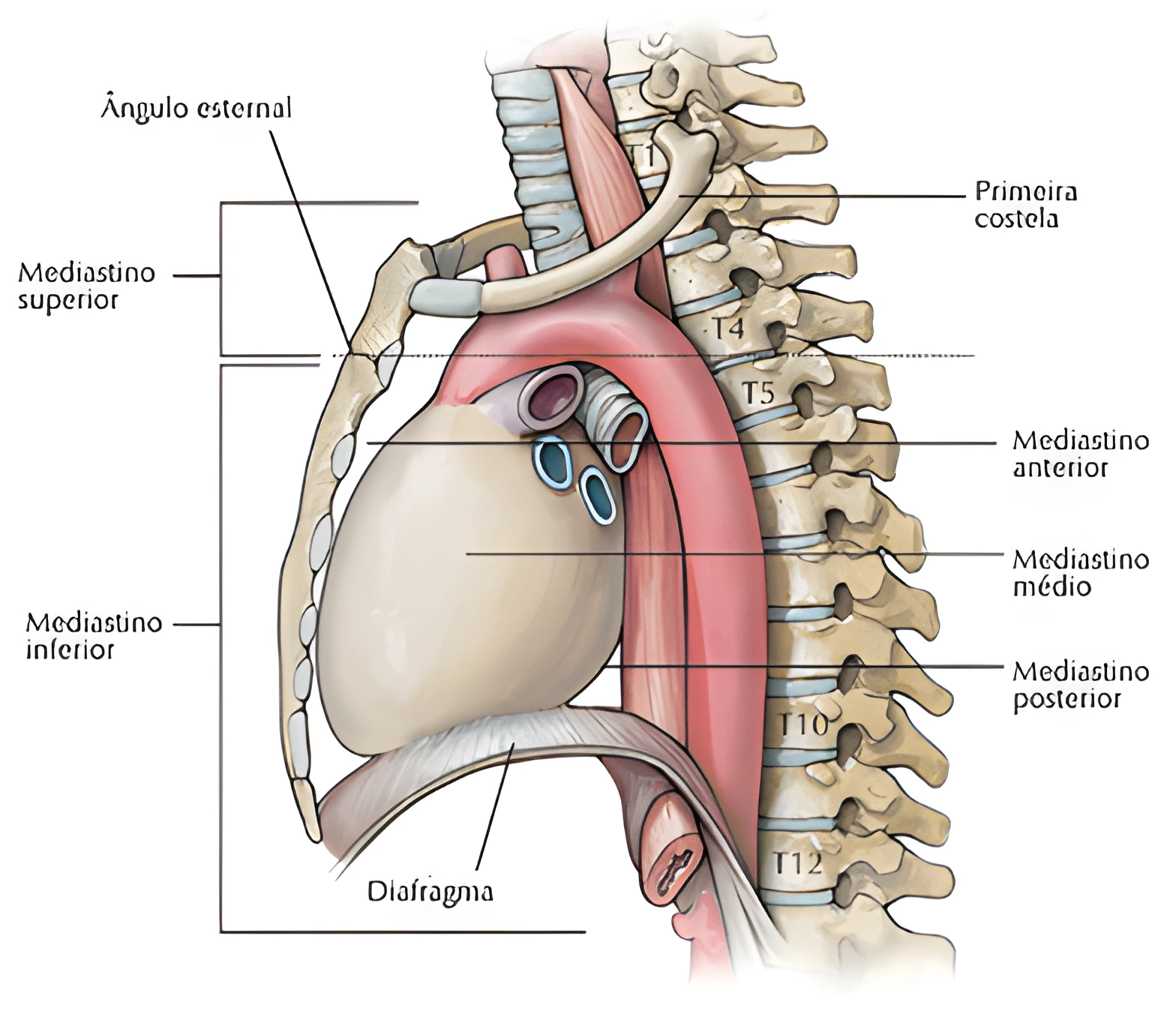 Anatomia Cardíaca