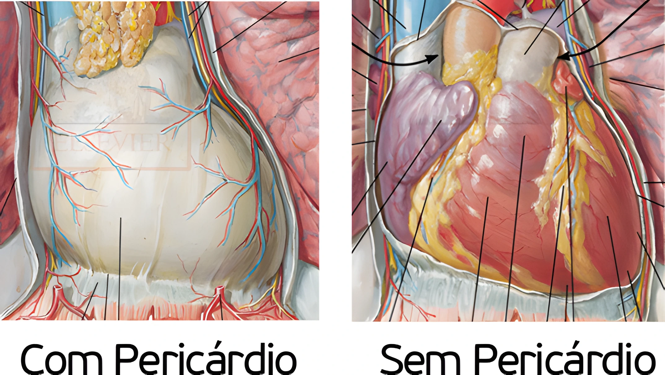 Anatomia Cardíaca