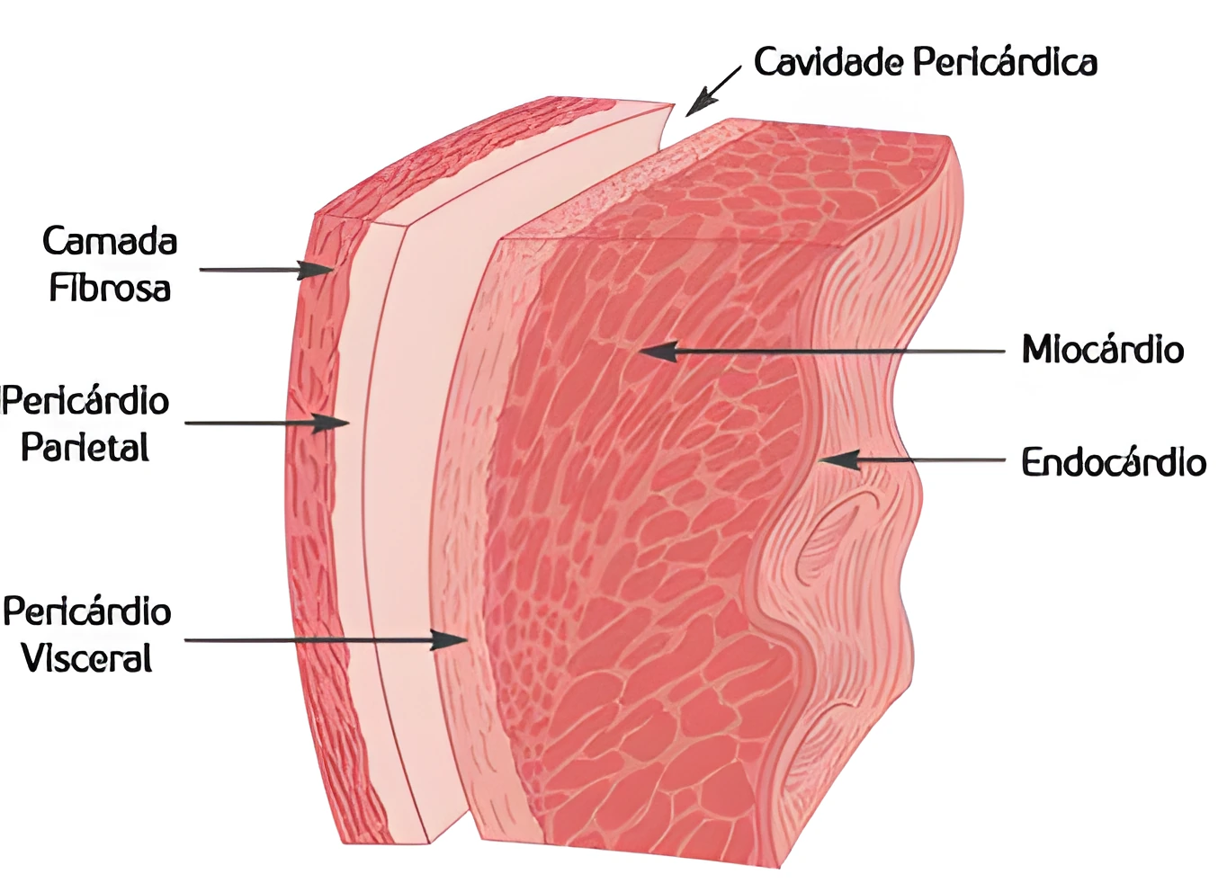 Anatomia Cardíaca