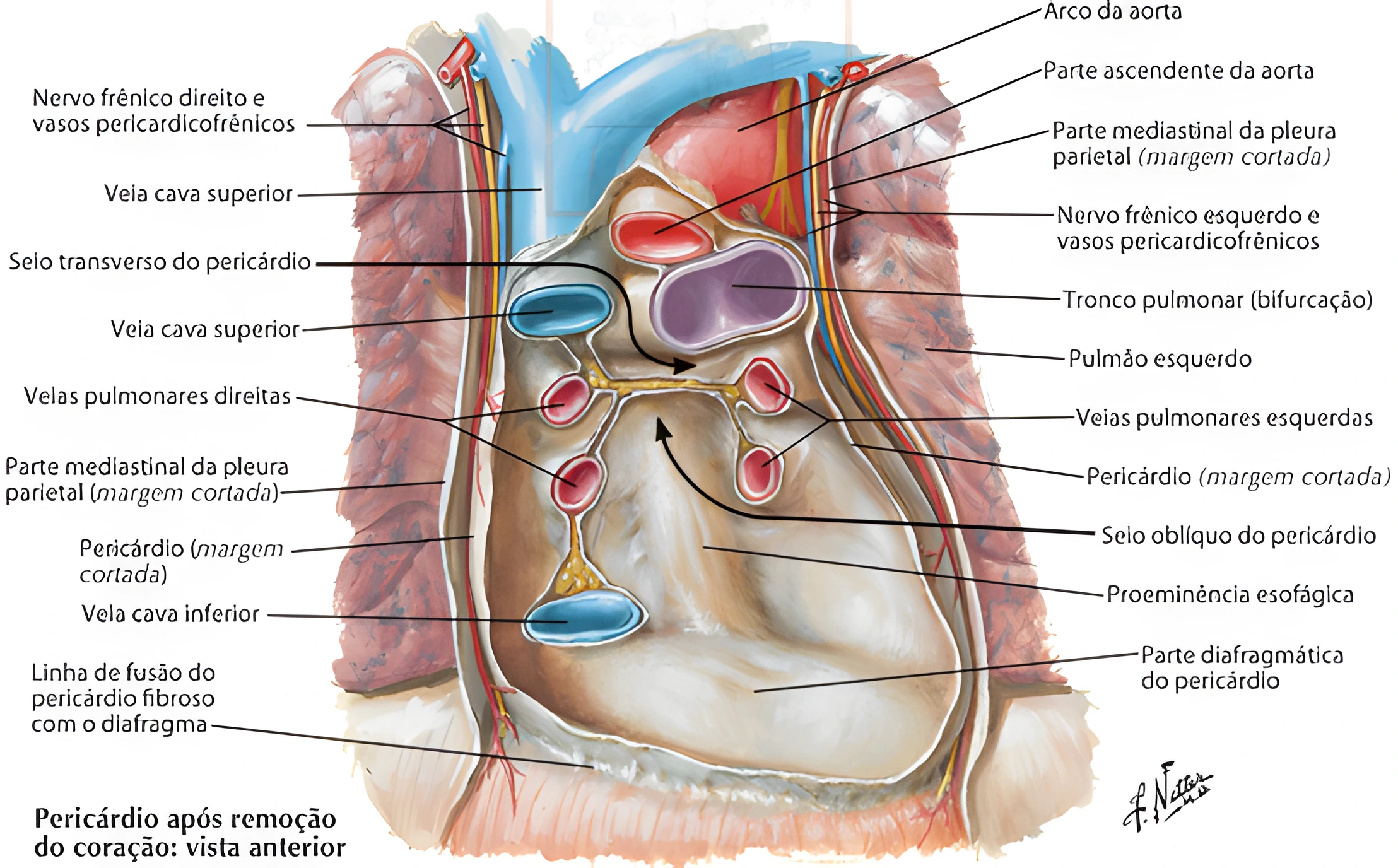 Anatomia Cardíaca