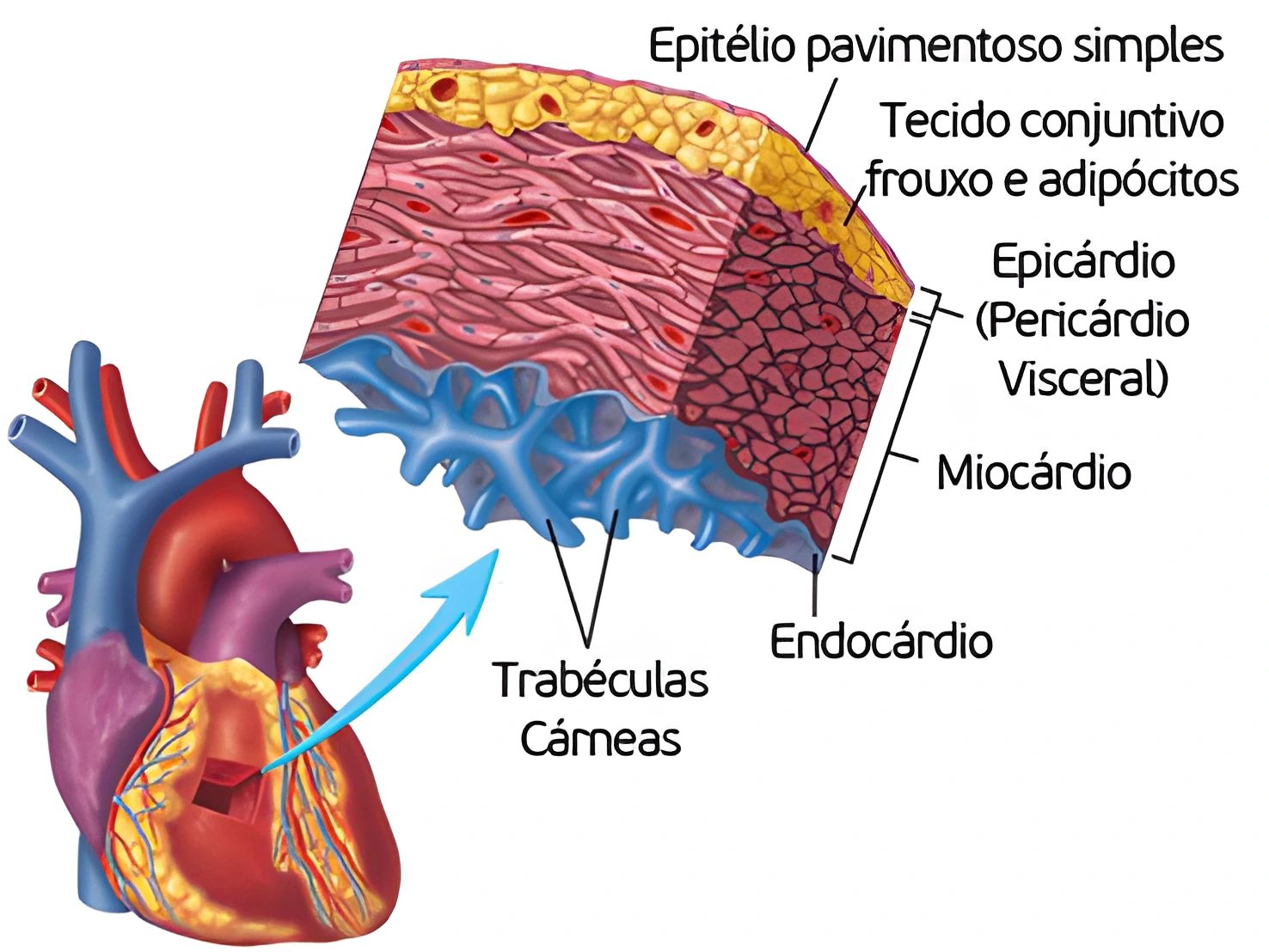 Anatomia Cardíaca