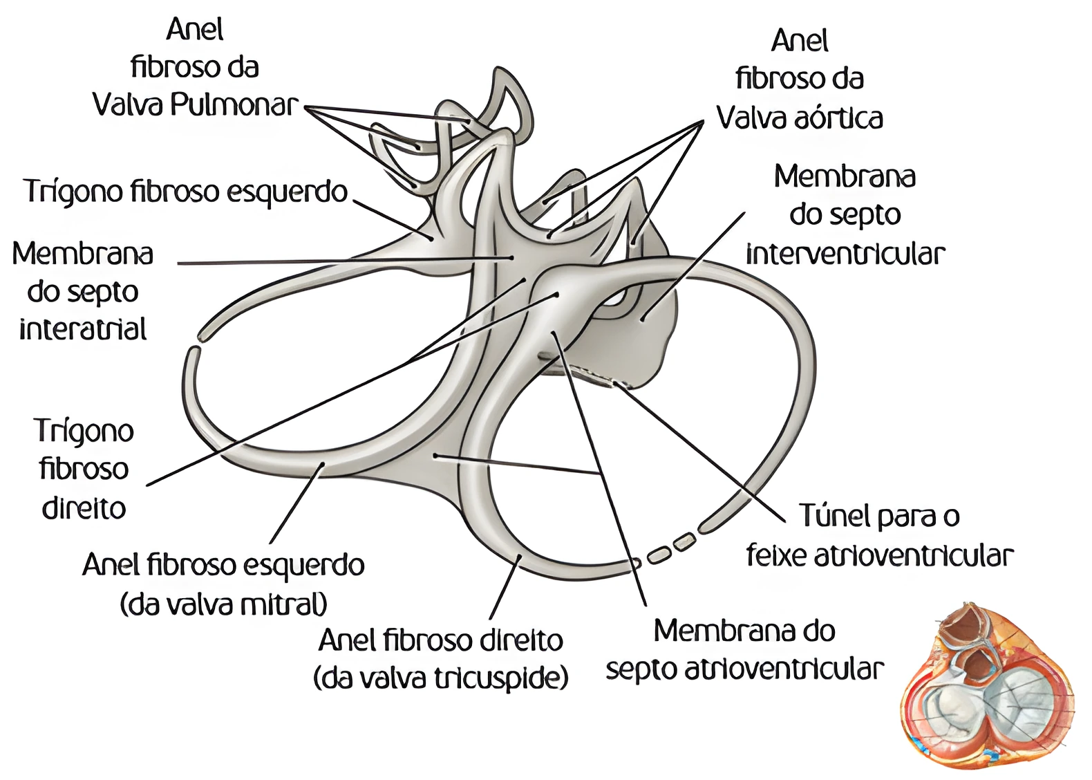 Anatomia Cardíaca
