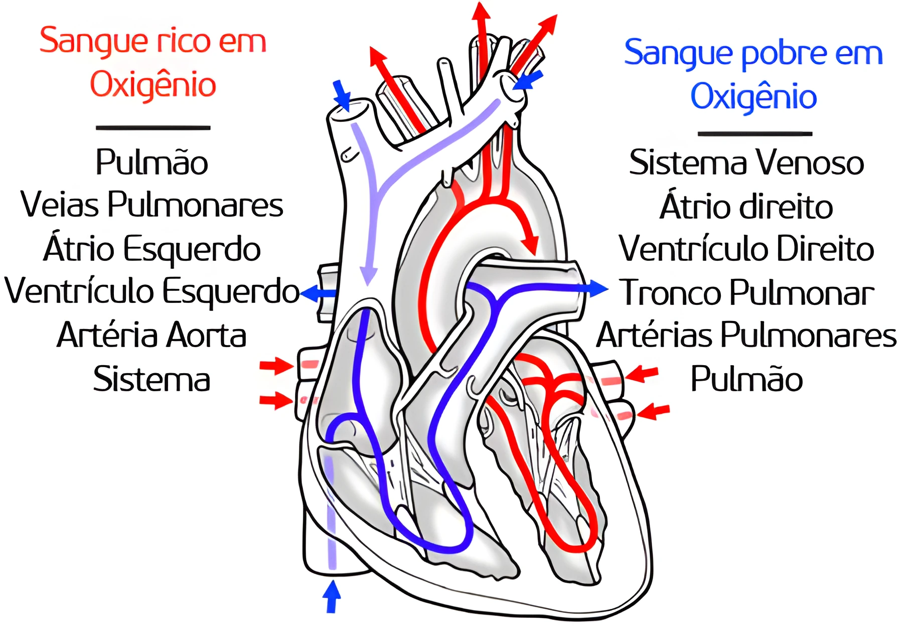 Anatomia Cardíaca