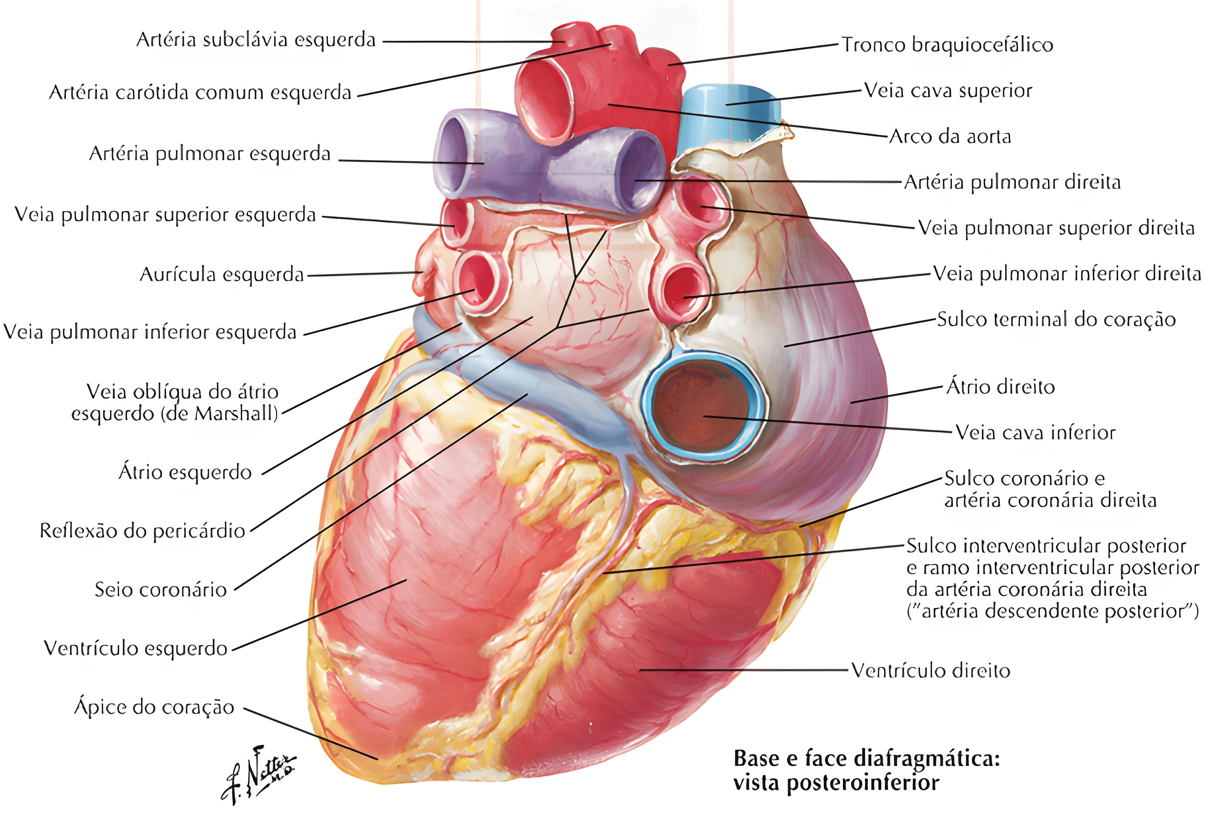 Anatomia Cardíaca