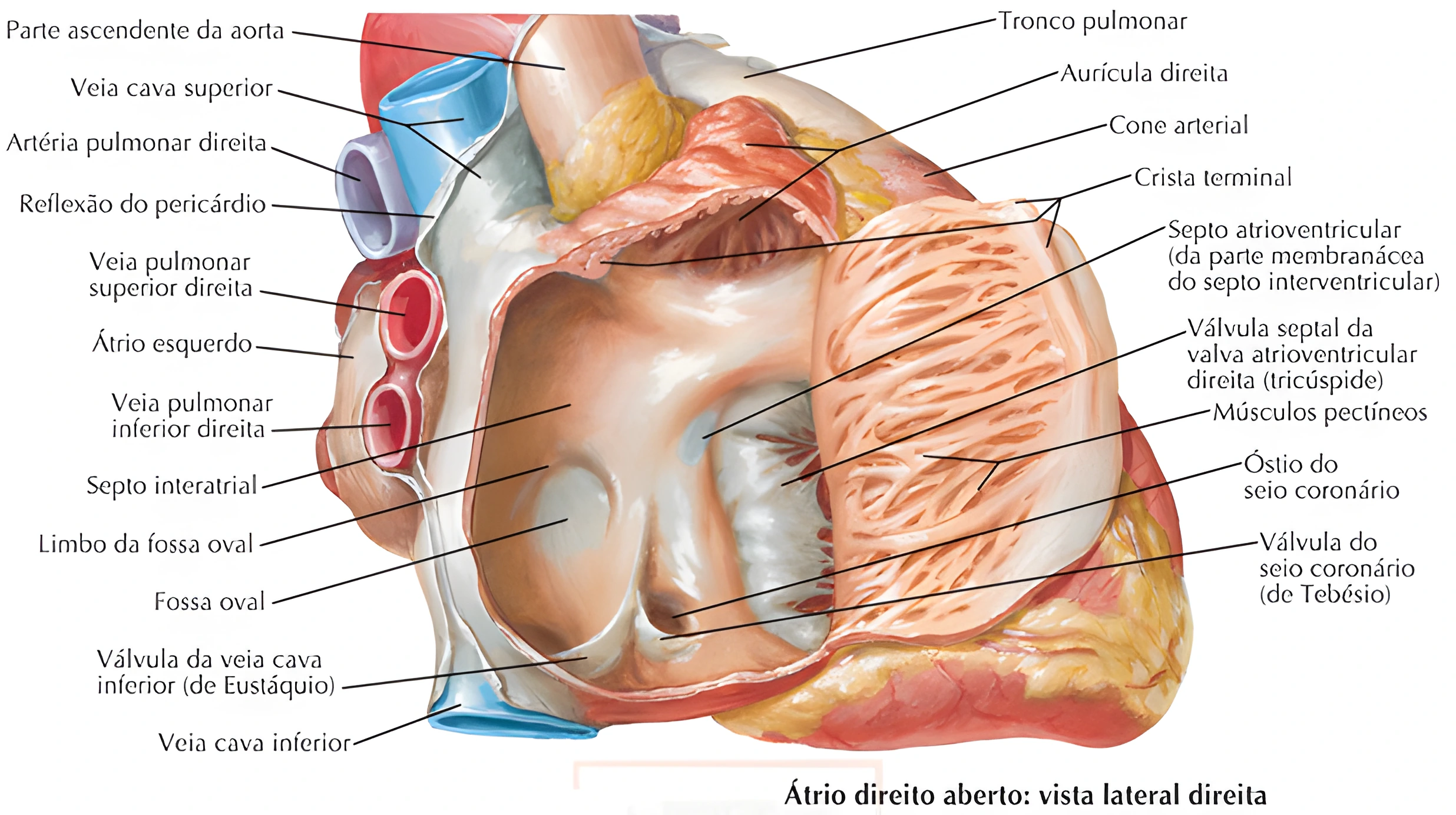 Anatomia Cardíaca