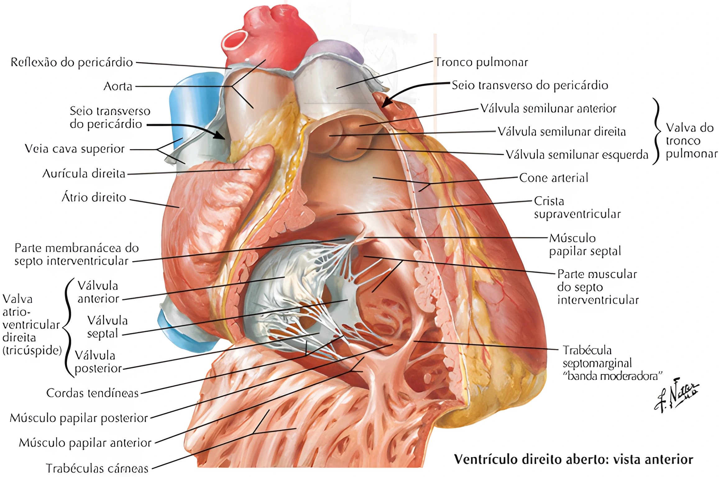 Anatomia Cardíaca