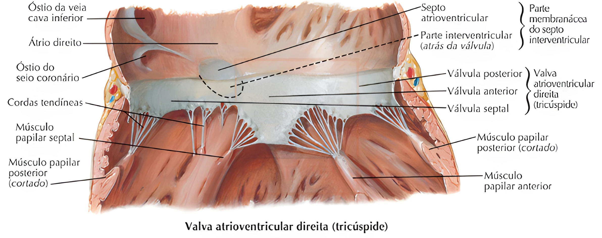 Anatomia Cardíaca