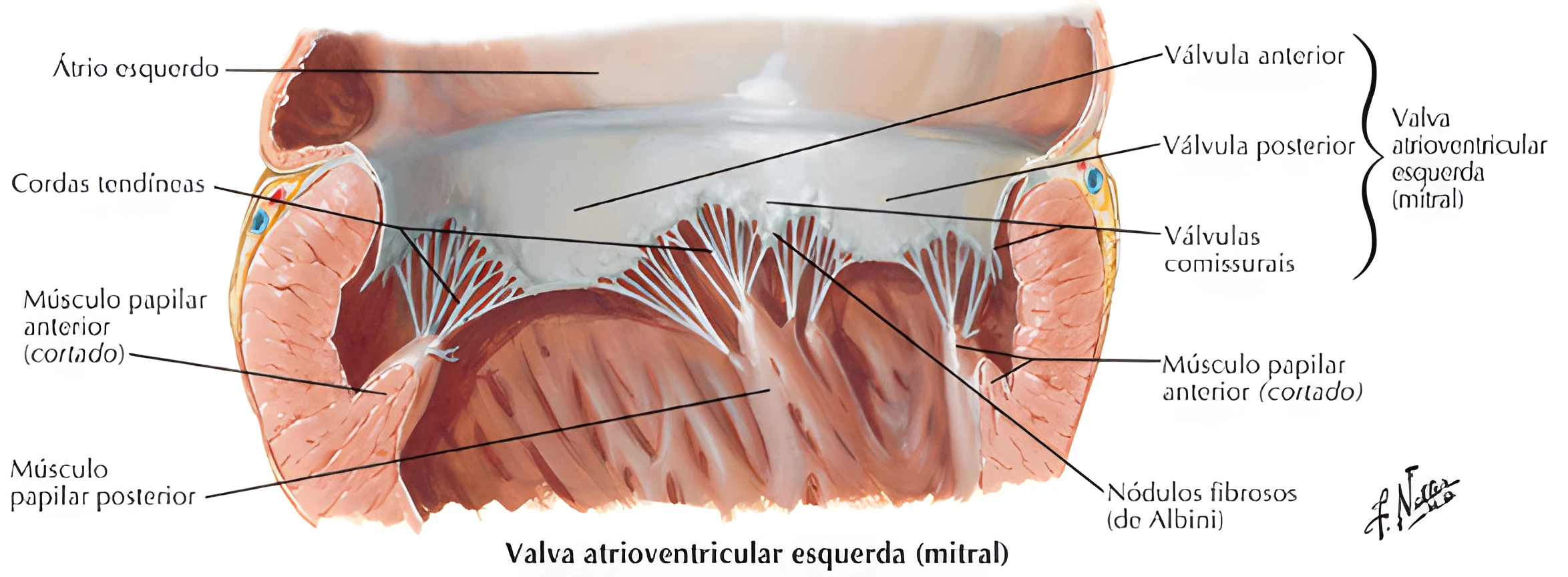 Anatomia Cardíaca