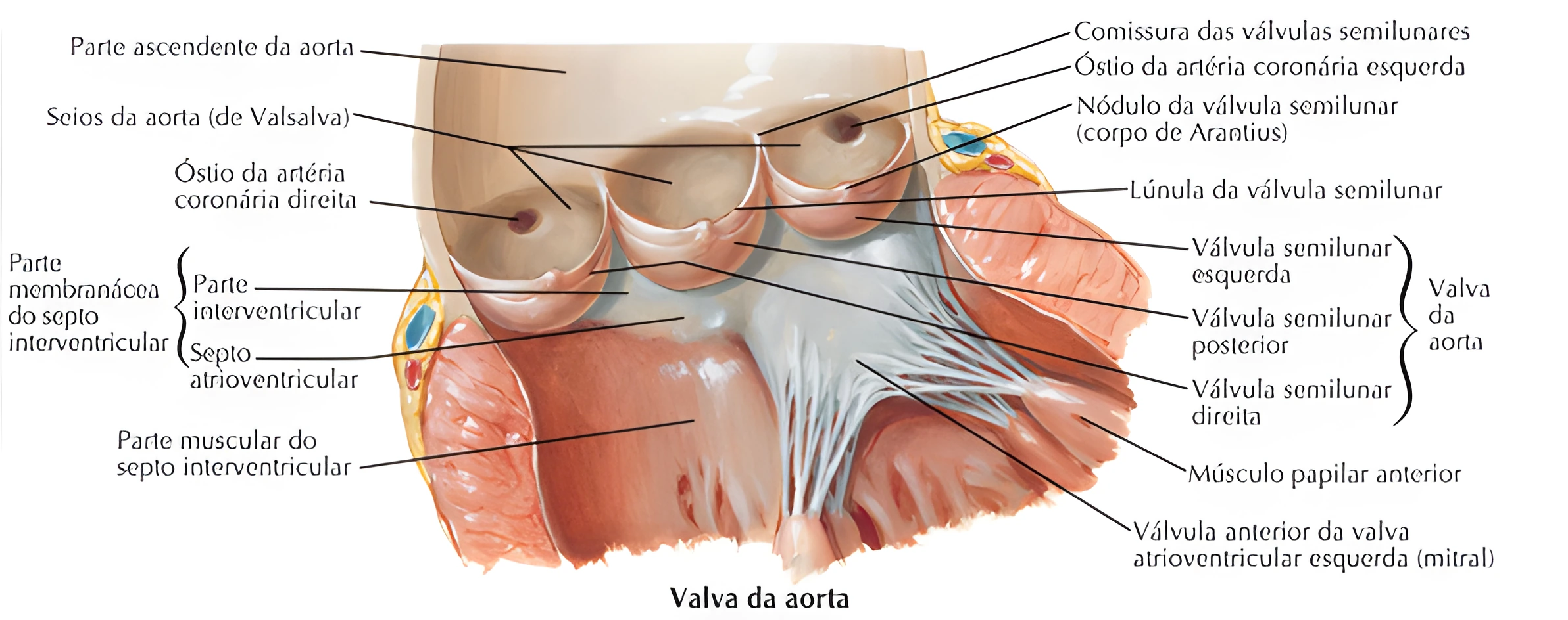 Anatomia Cardíaca