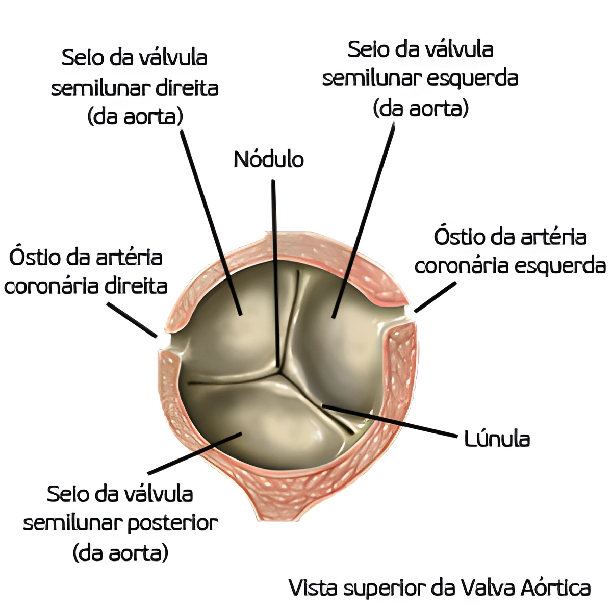 Anatomia Cardíaca