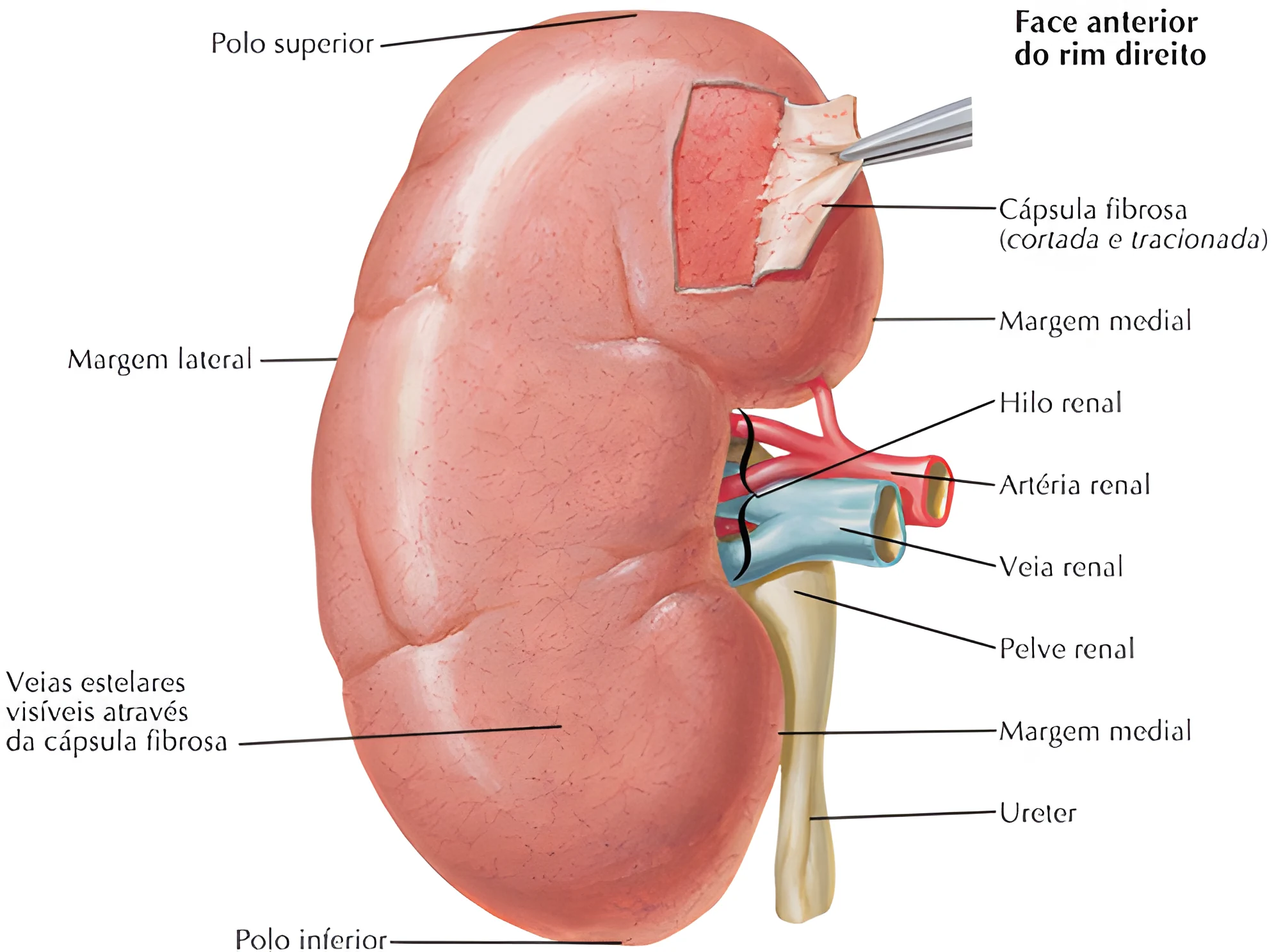 Anatomia do Sistema Urinário
