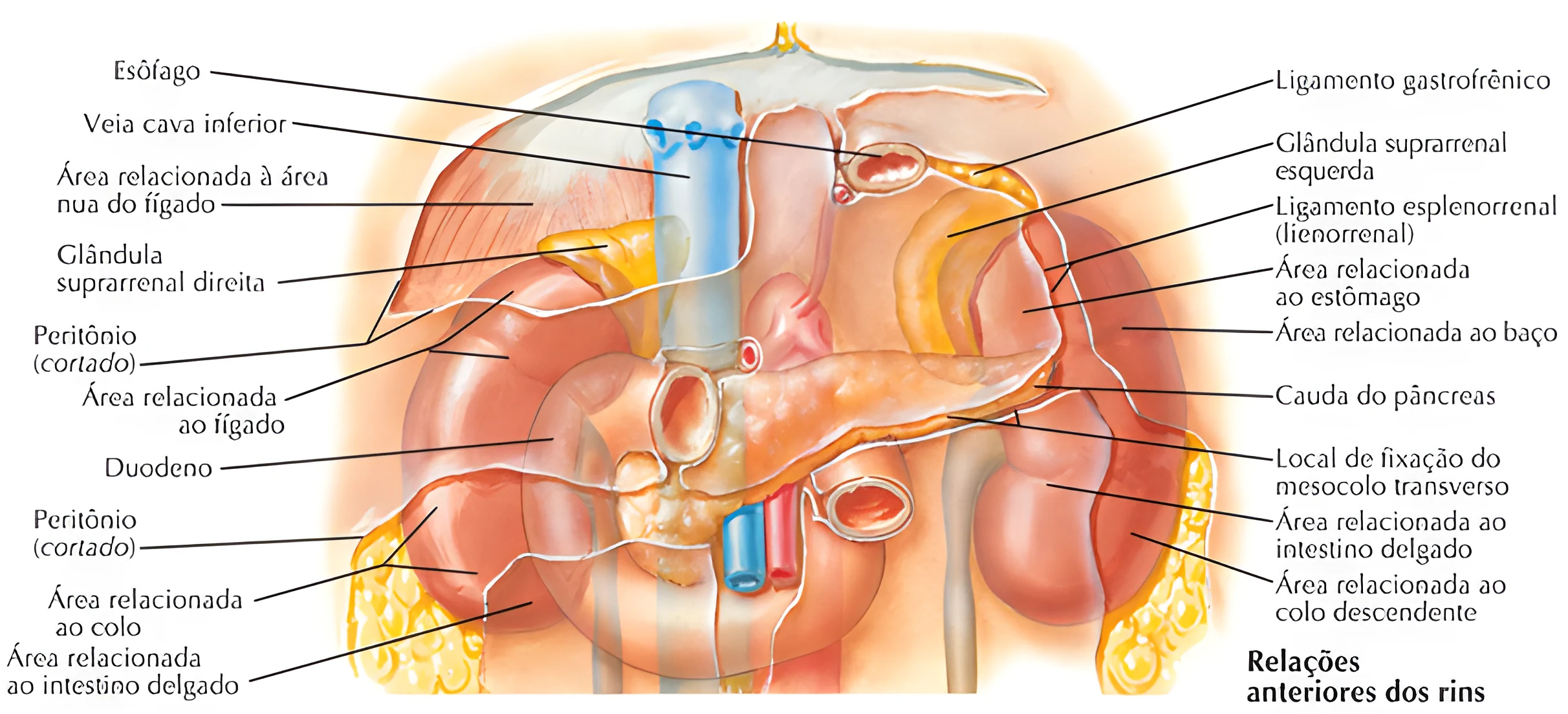 Anatomia do Sistema Urinário