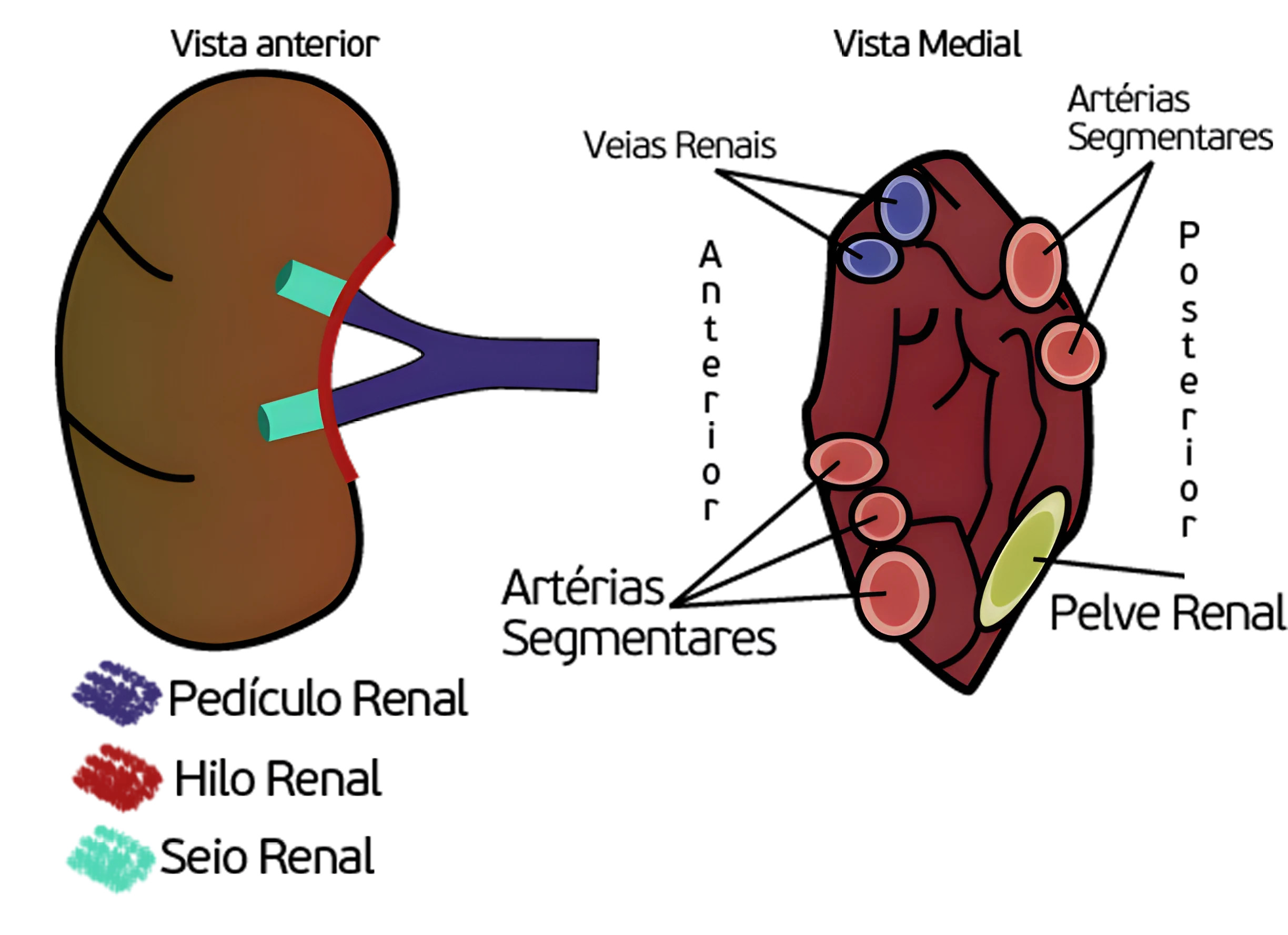 Anatomia do Sistema Urinário
