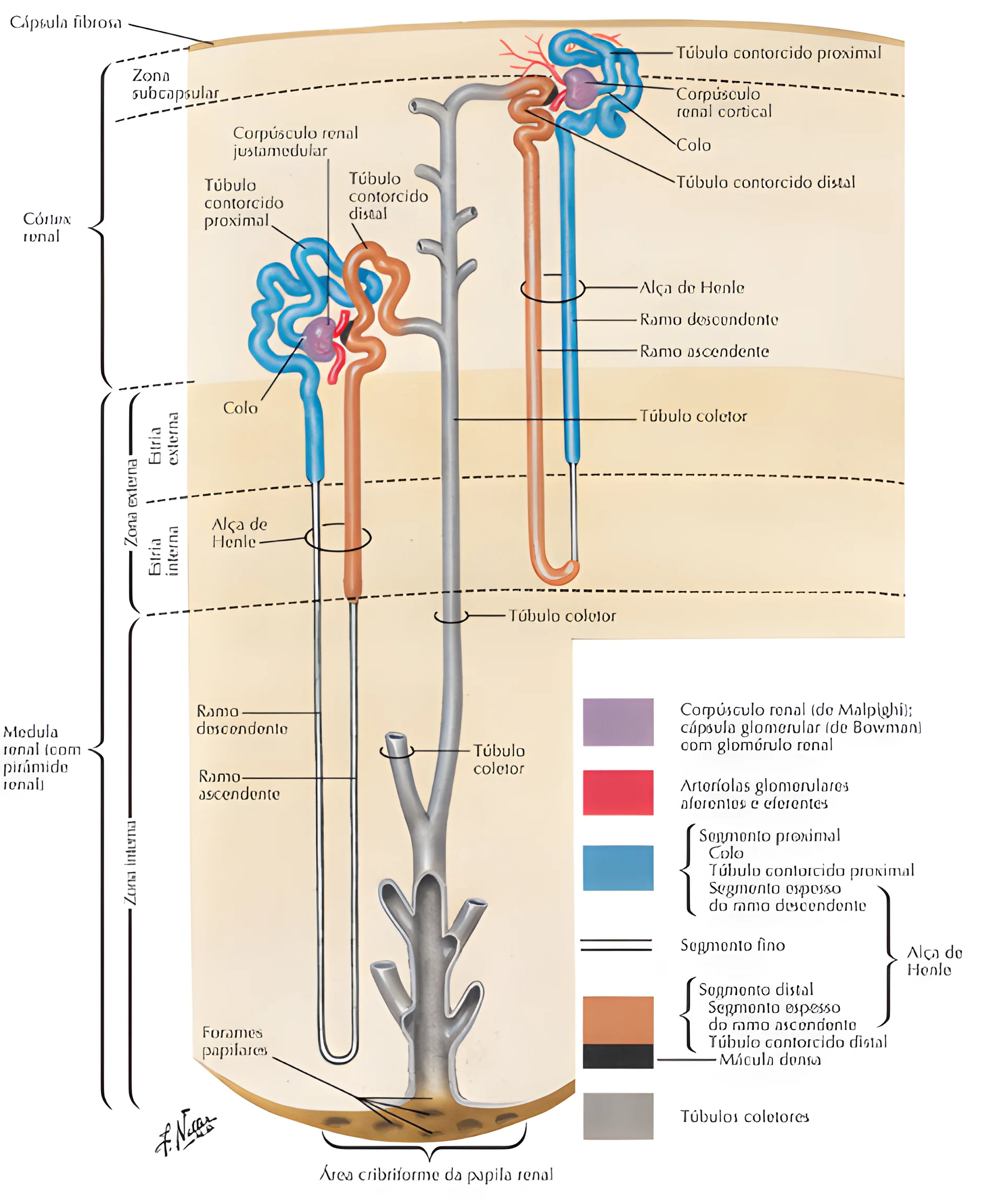 Anatomia do Sistema Urinário