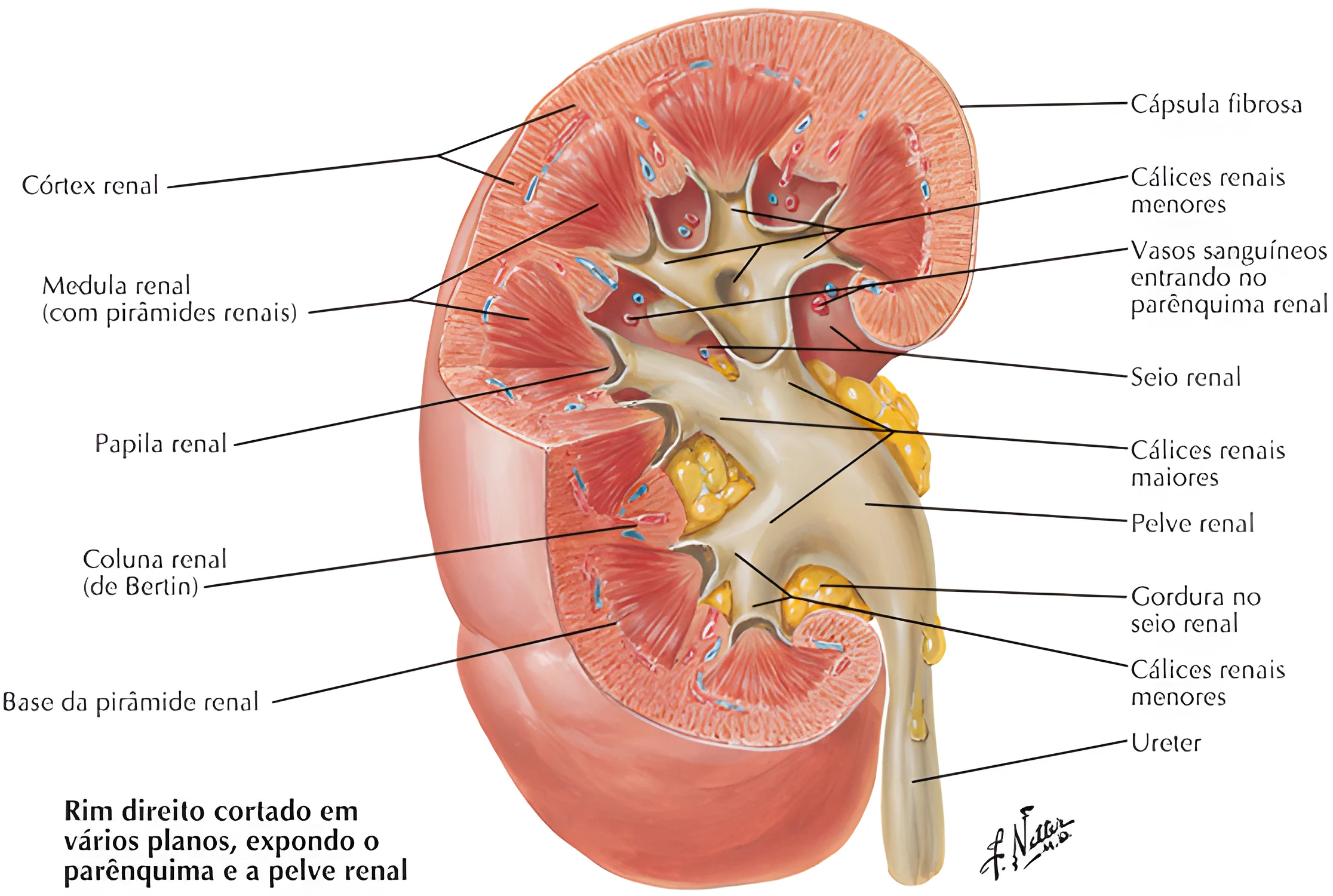 Anatomia do Sistema Urinário