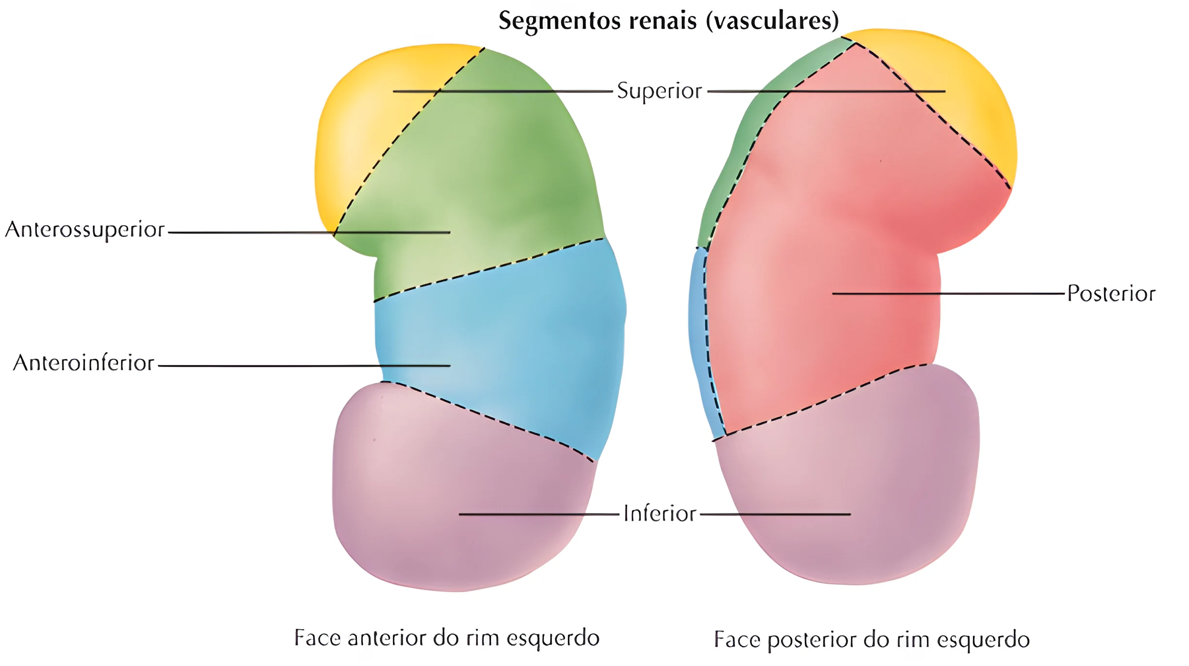 Anatomia do Sistema Urinário
