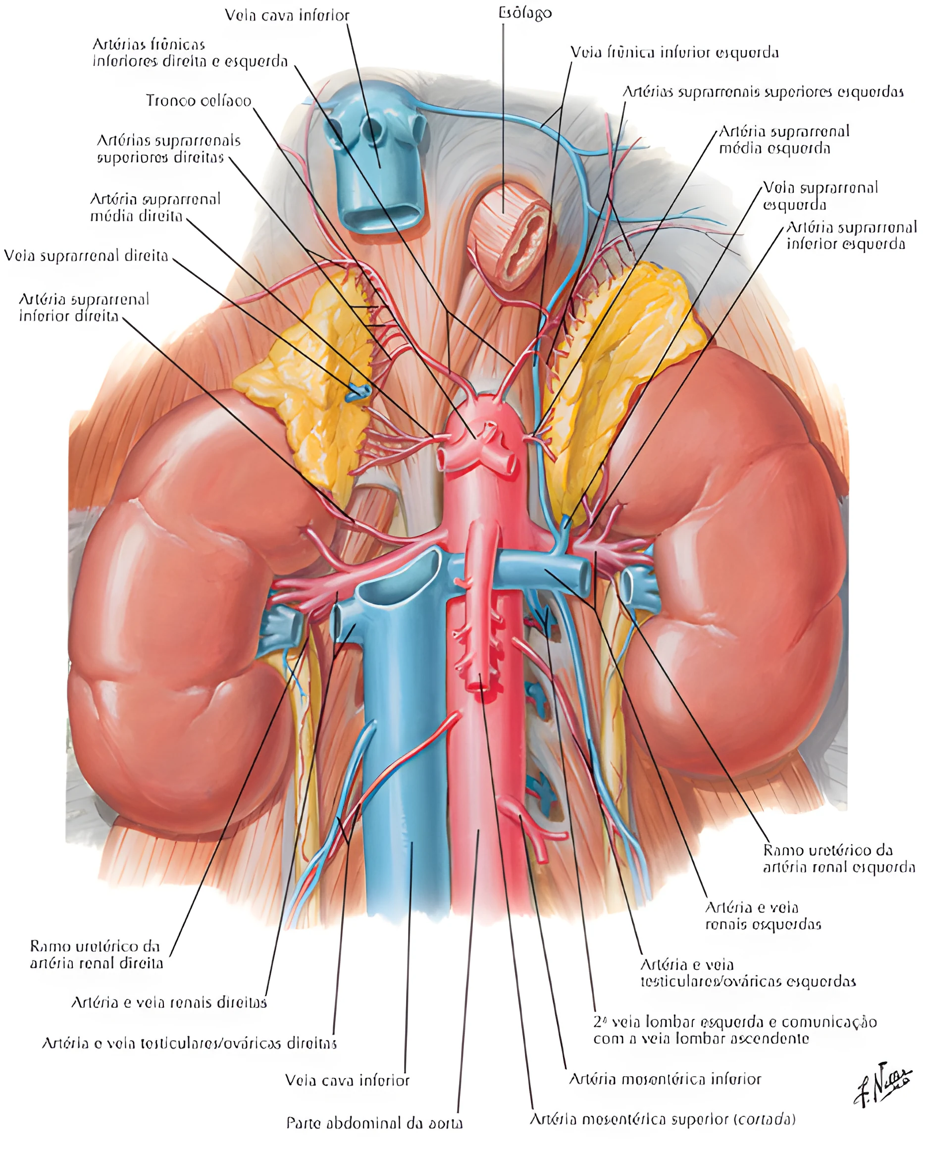 Anatomia do Sistema Urinário