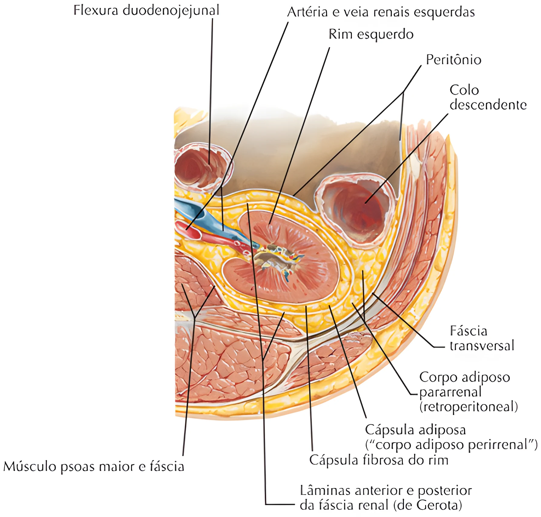 Anatomia do Sistema Urinário