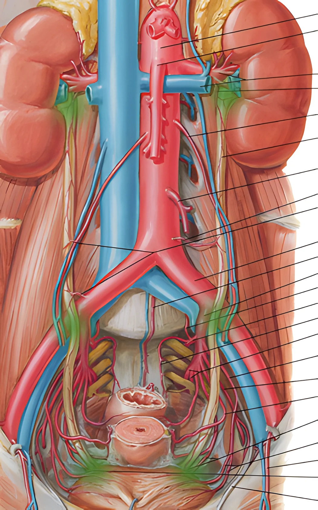 Anatomia do Sistema Urinário