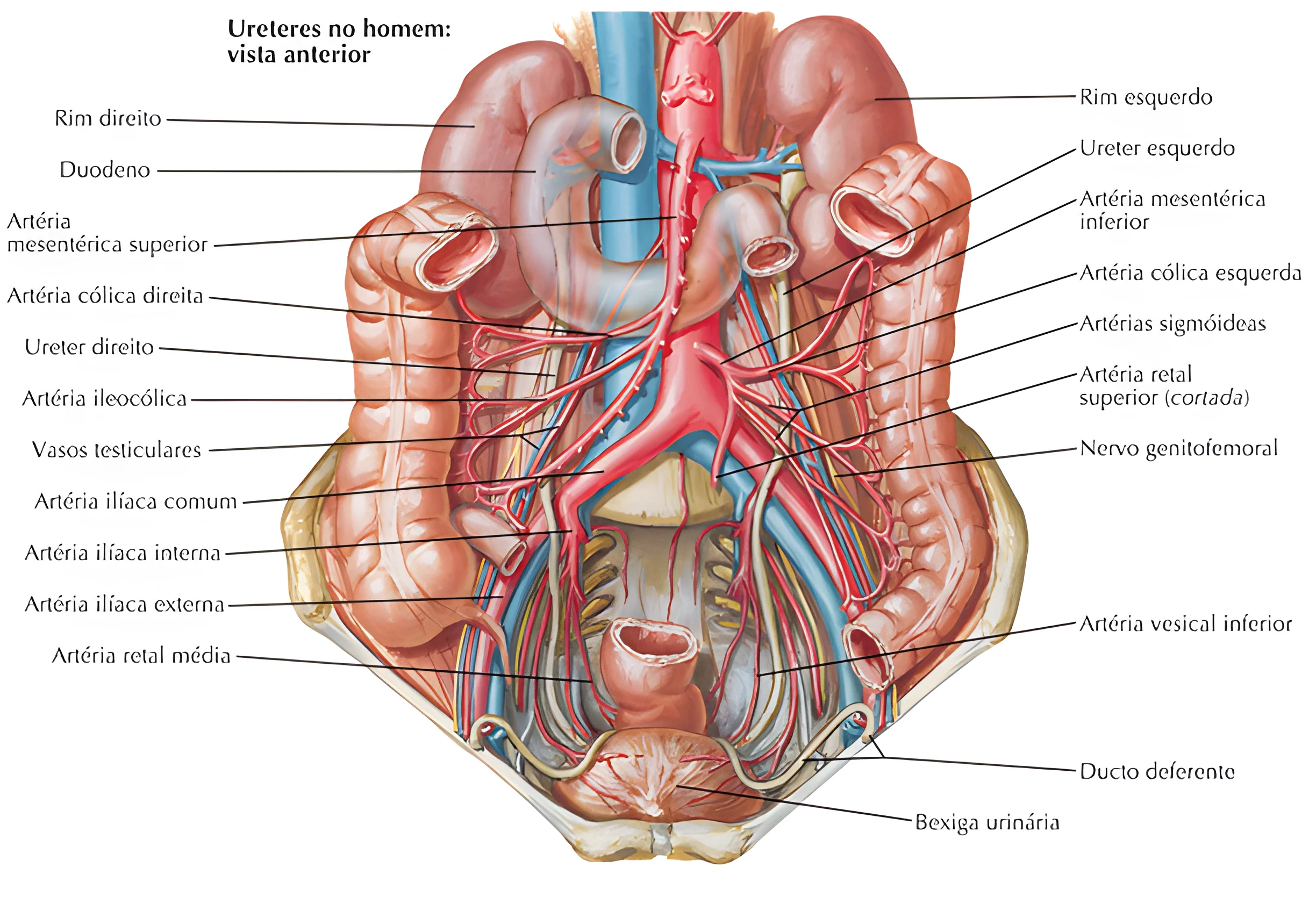 Anatomia do Sistema Urinário
