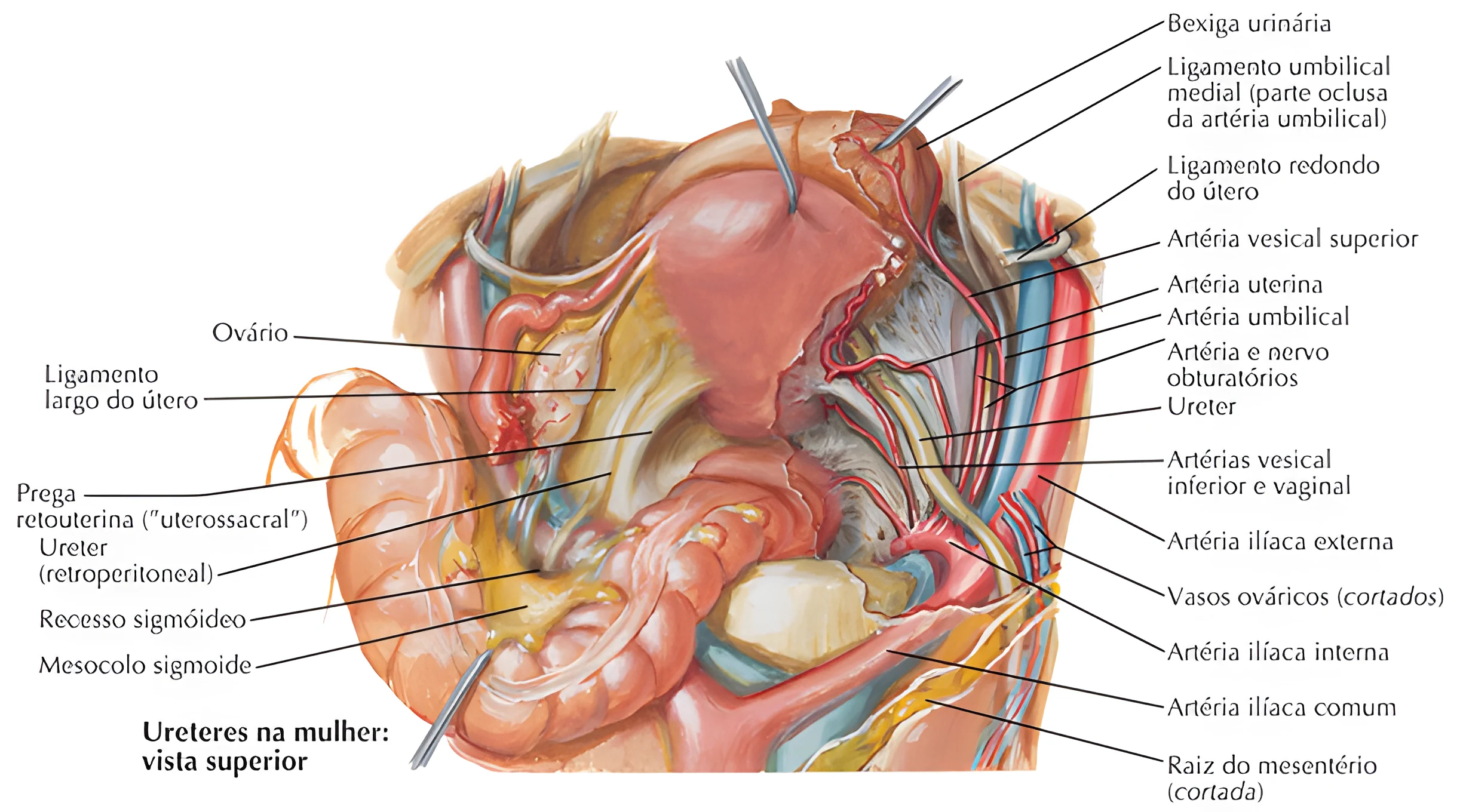 Anatomia do Sistema Urinário