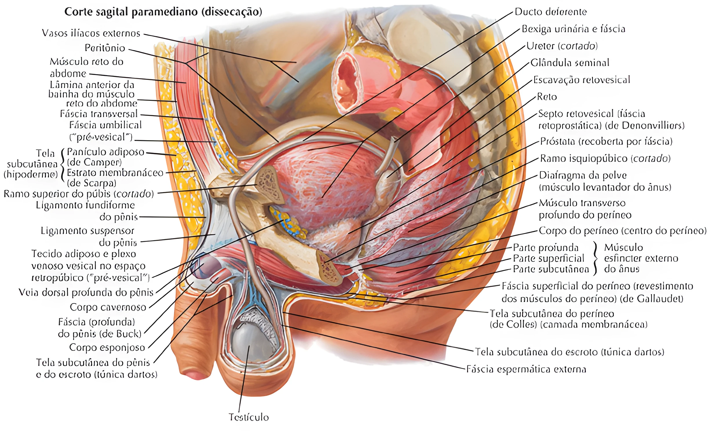 Anatomia do Sistema Urinário