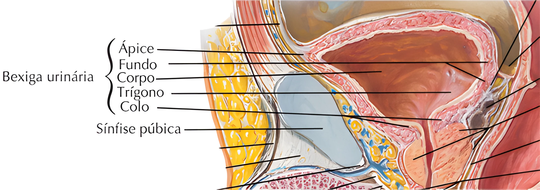 Anatomia do Sistema Urinário