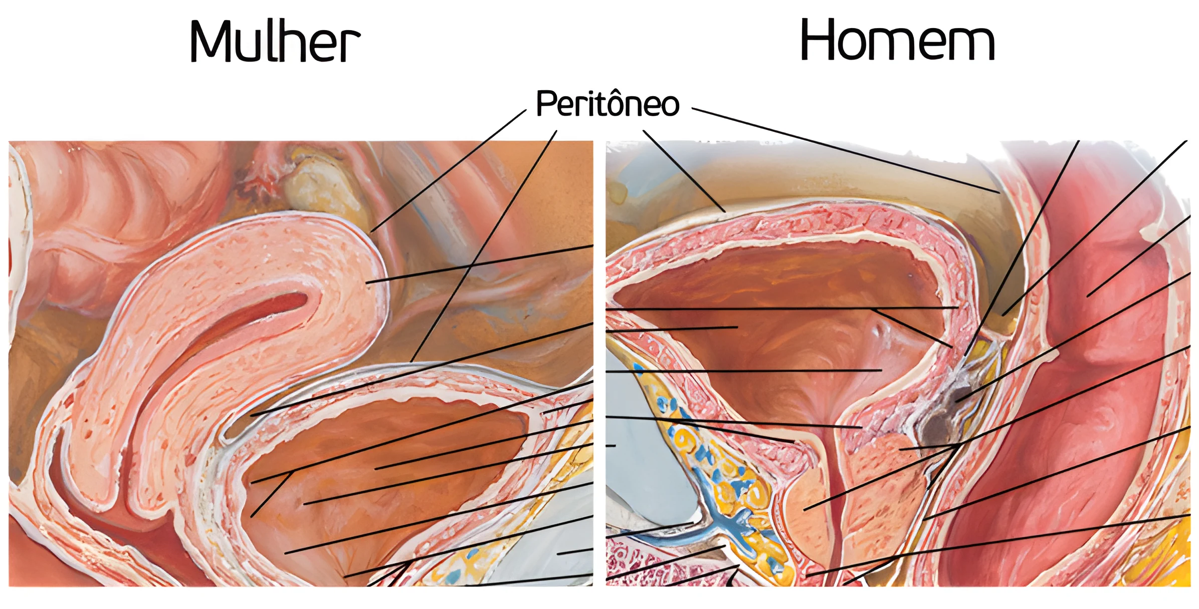 Anatomia do Sistema Urinário
