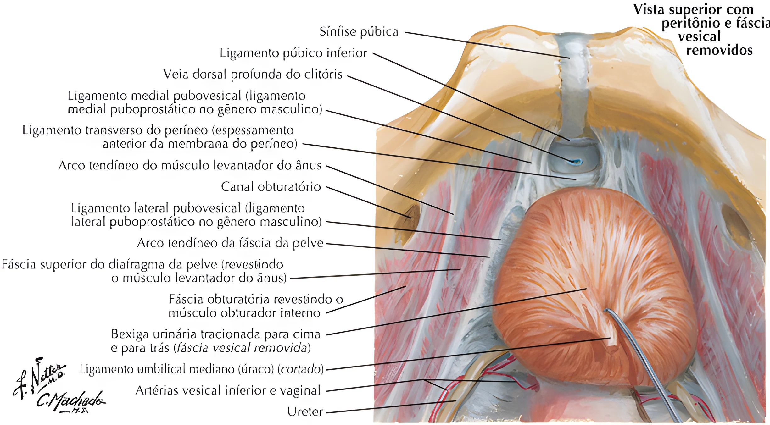 Anatomia do Sistema Urinário