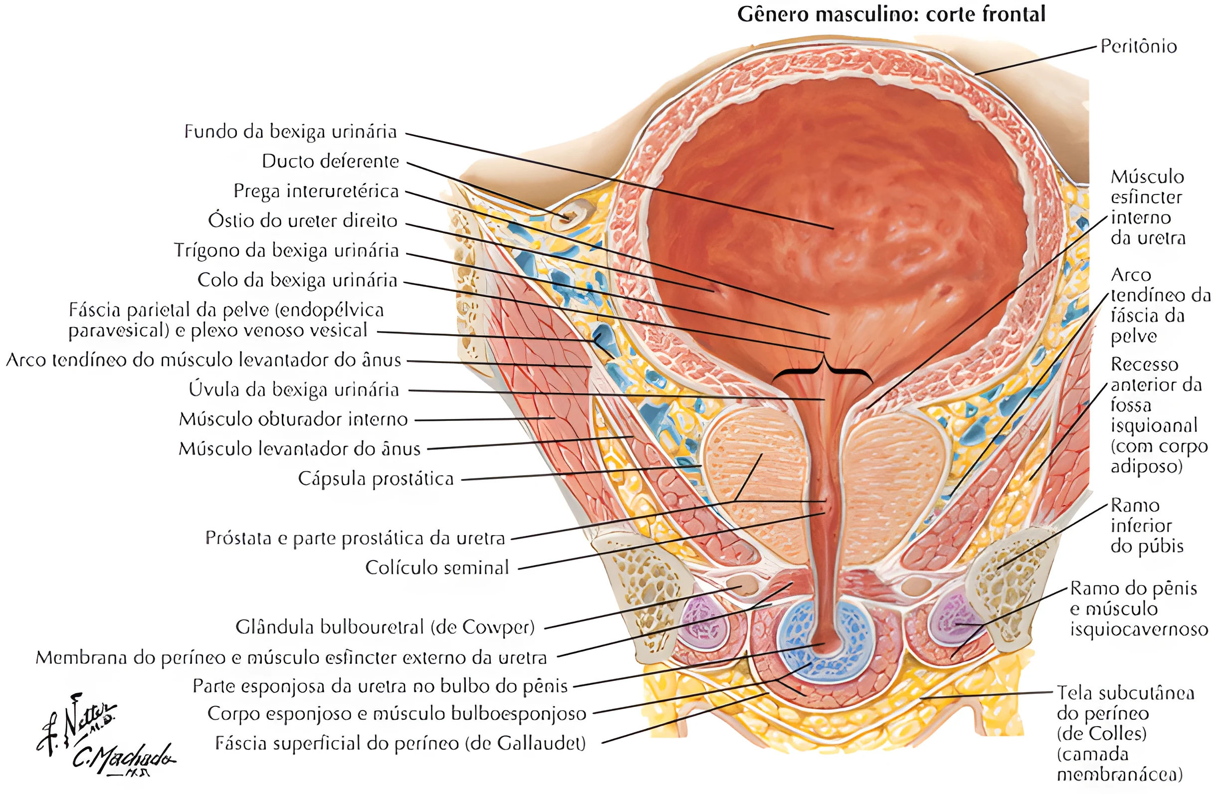 Anatomia do Sistema Urinário