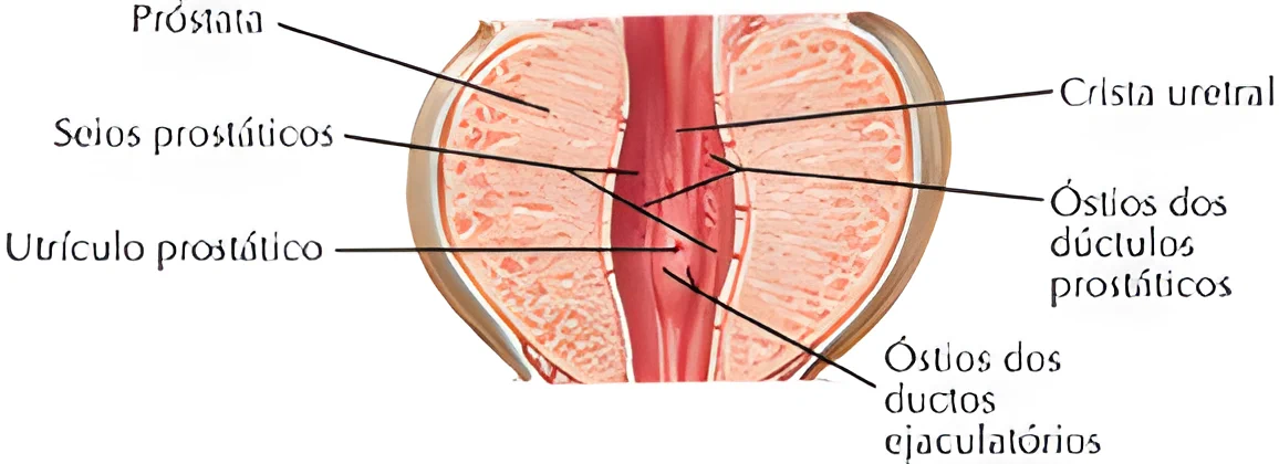 Anatomia do Sistema Urinário