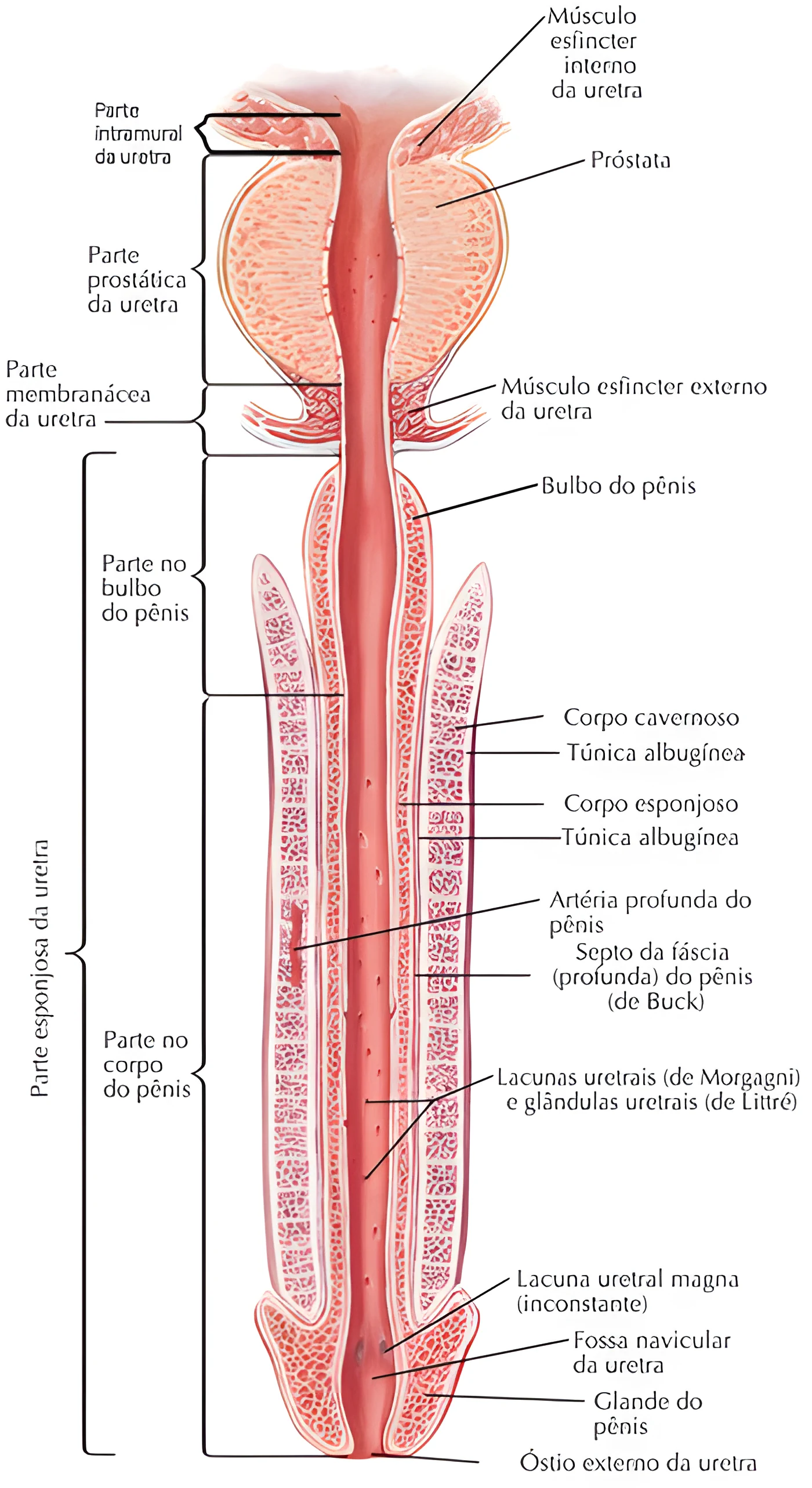 Anatomia do Sistema Urinário