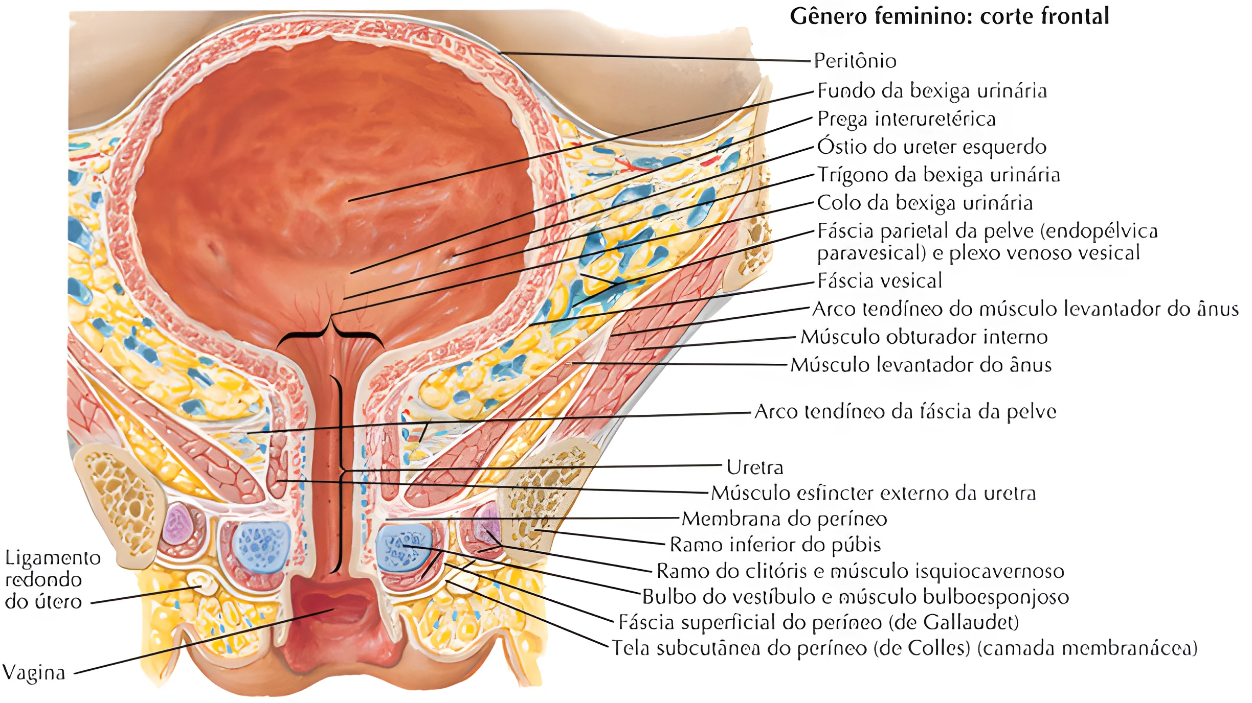 Anatomia do Sistema Urinário