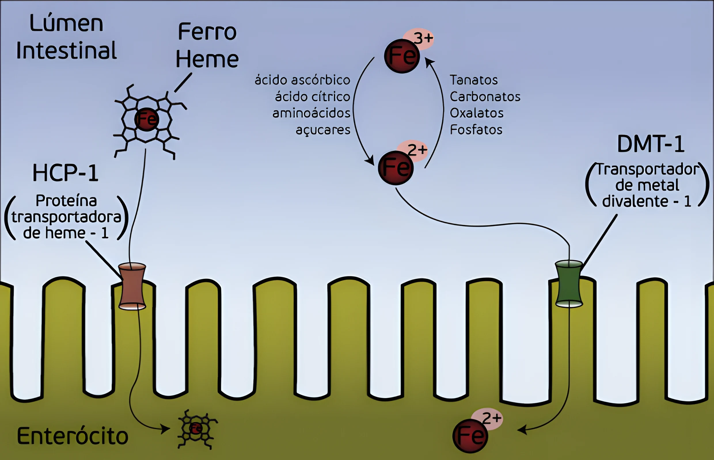 Anemia Ferropriva