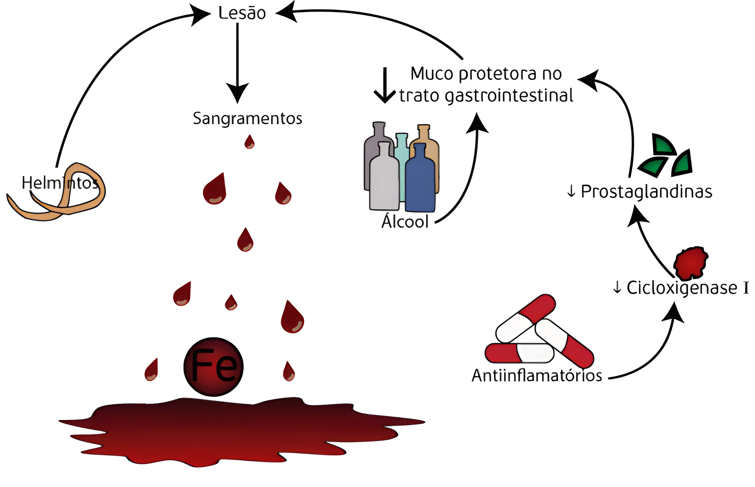 Anemia Ferropriva
