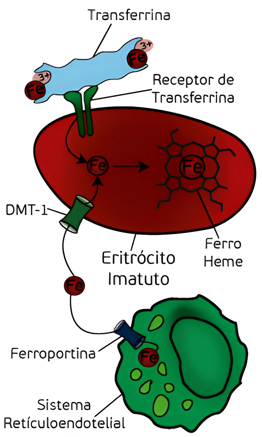 Anemia Ferropriva