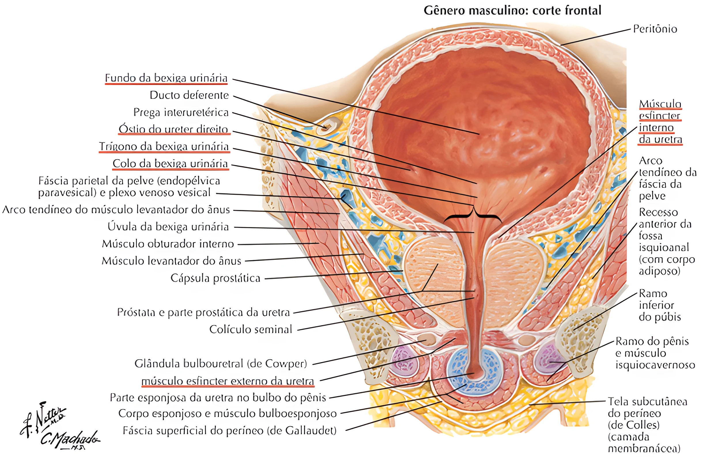 Ciclo e Reflexo da Micção