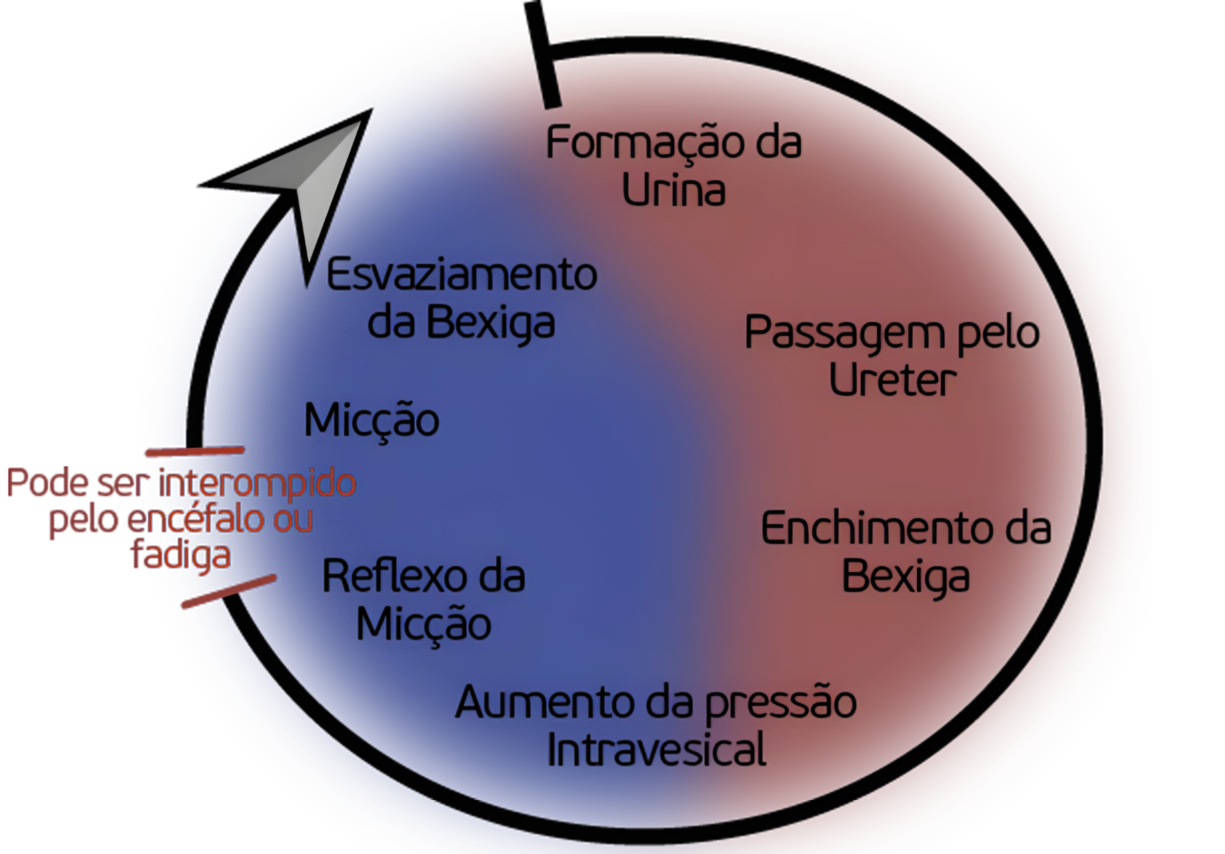 Ciclo e Reflexo da Micção