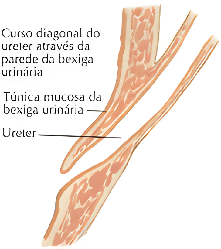 Ciclo e Reflexo da Micção