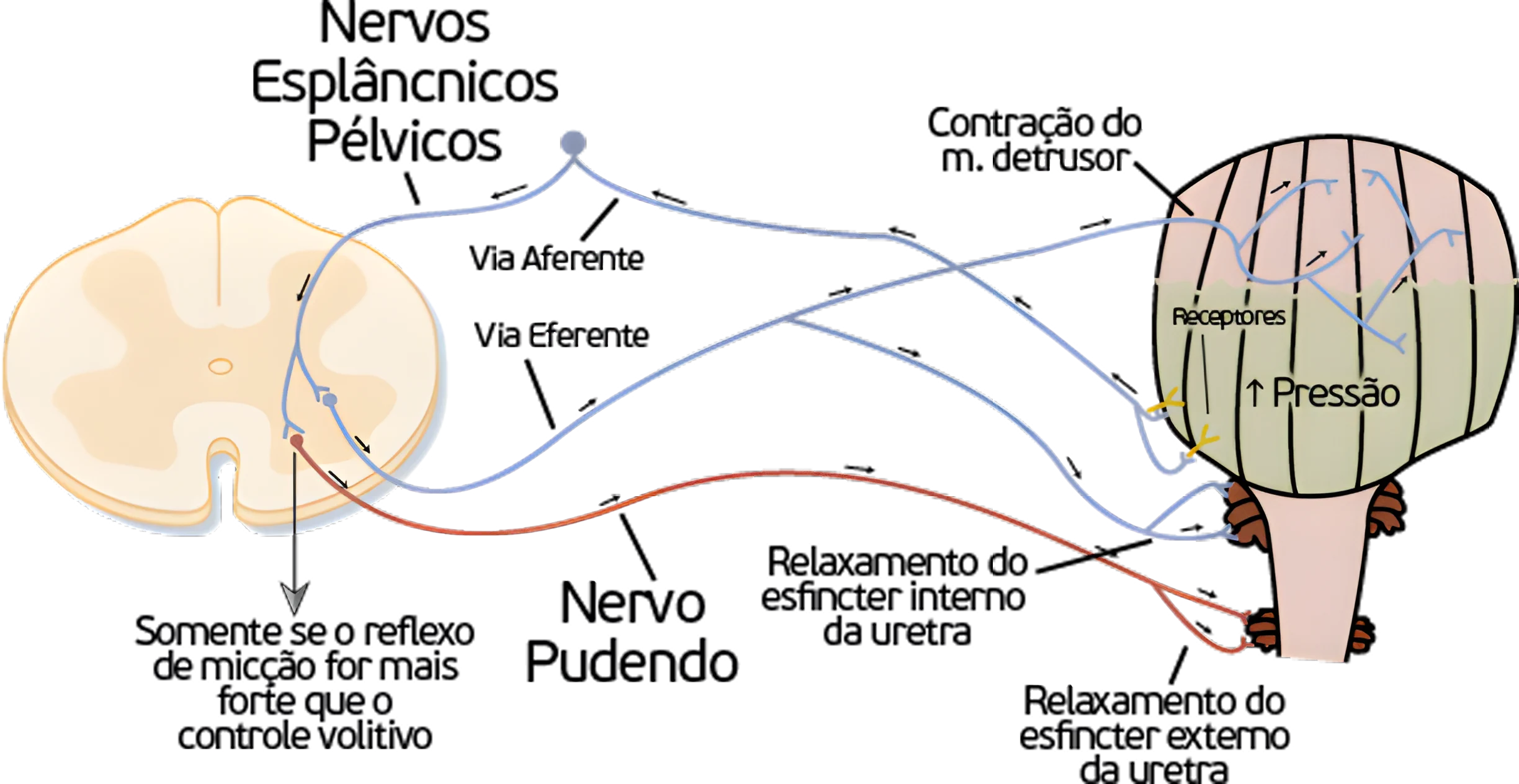 Ciclo e Reflexo da Micção