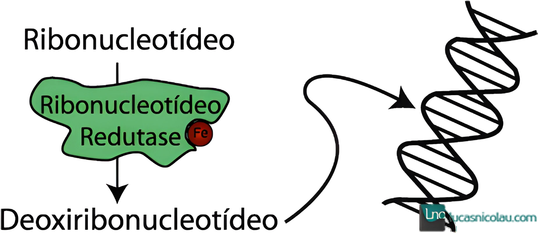 Metabolismo do Ferro