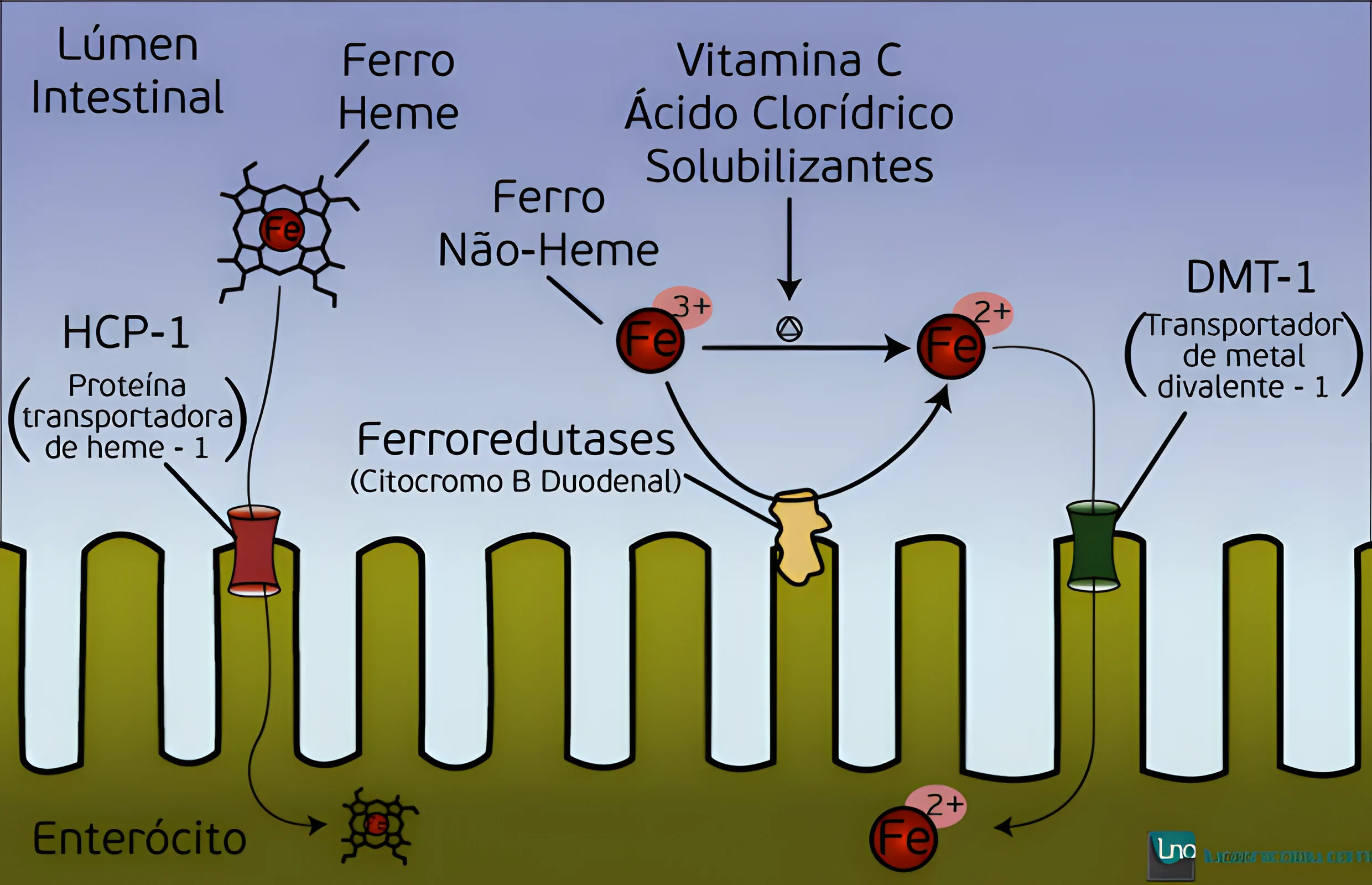 Metabolismo do Ferro