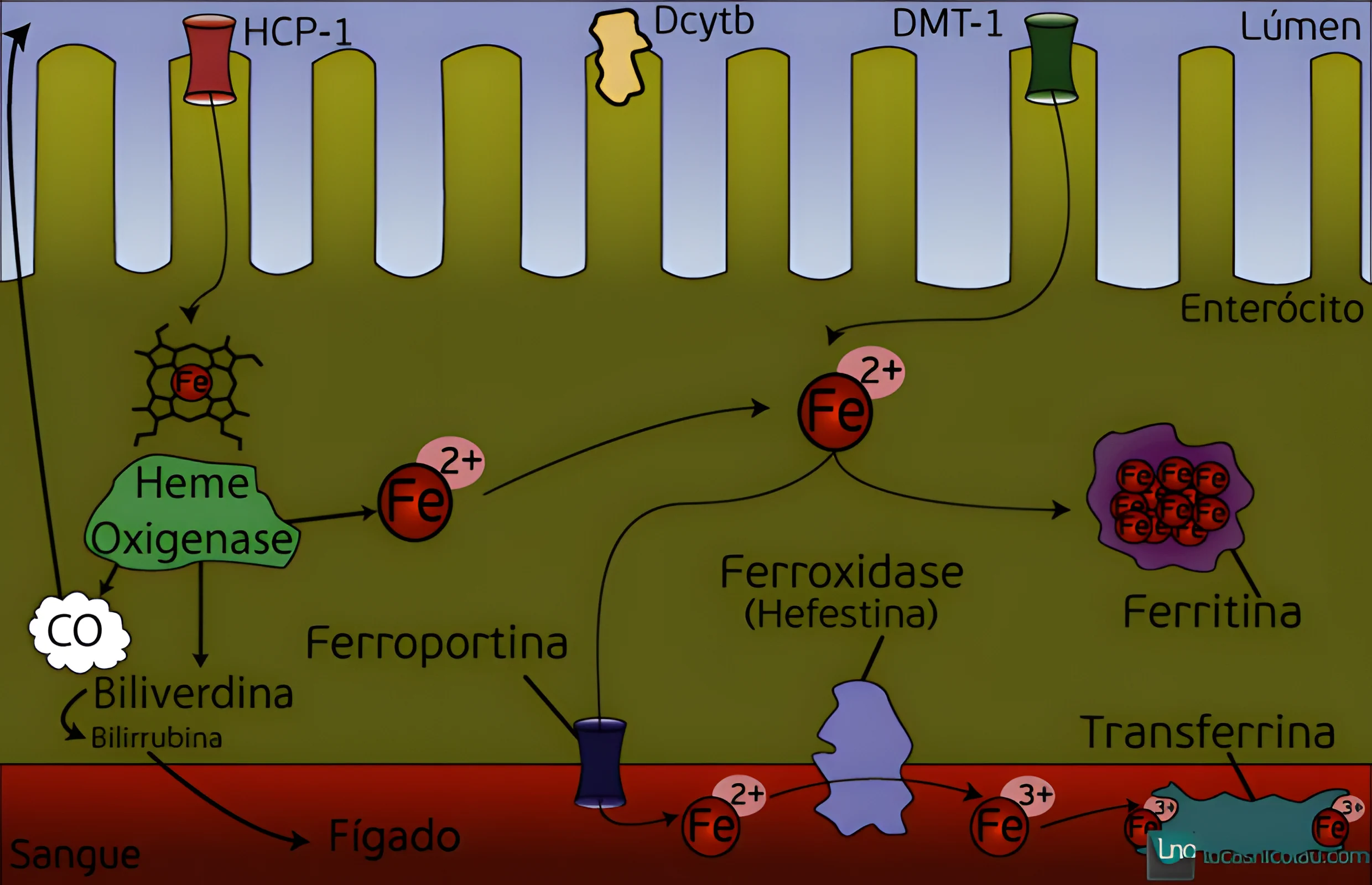 Metabolismo do Ferro