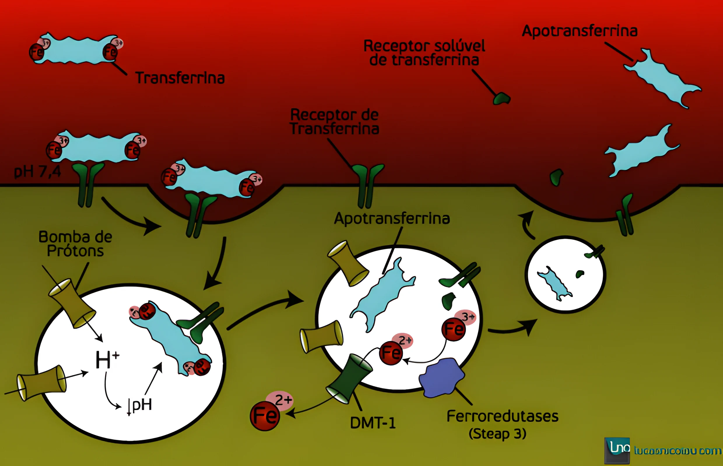 Metabolismo do Ferro