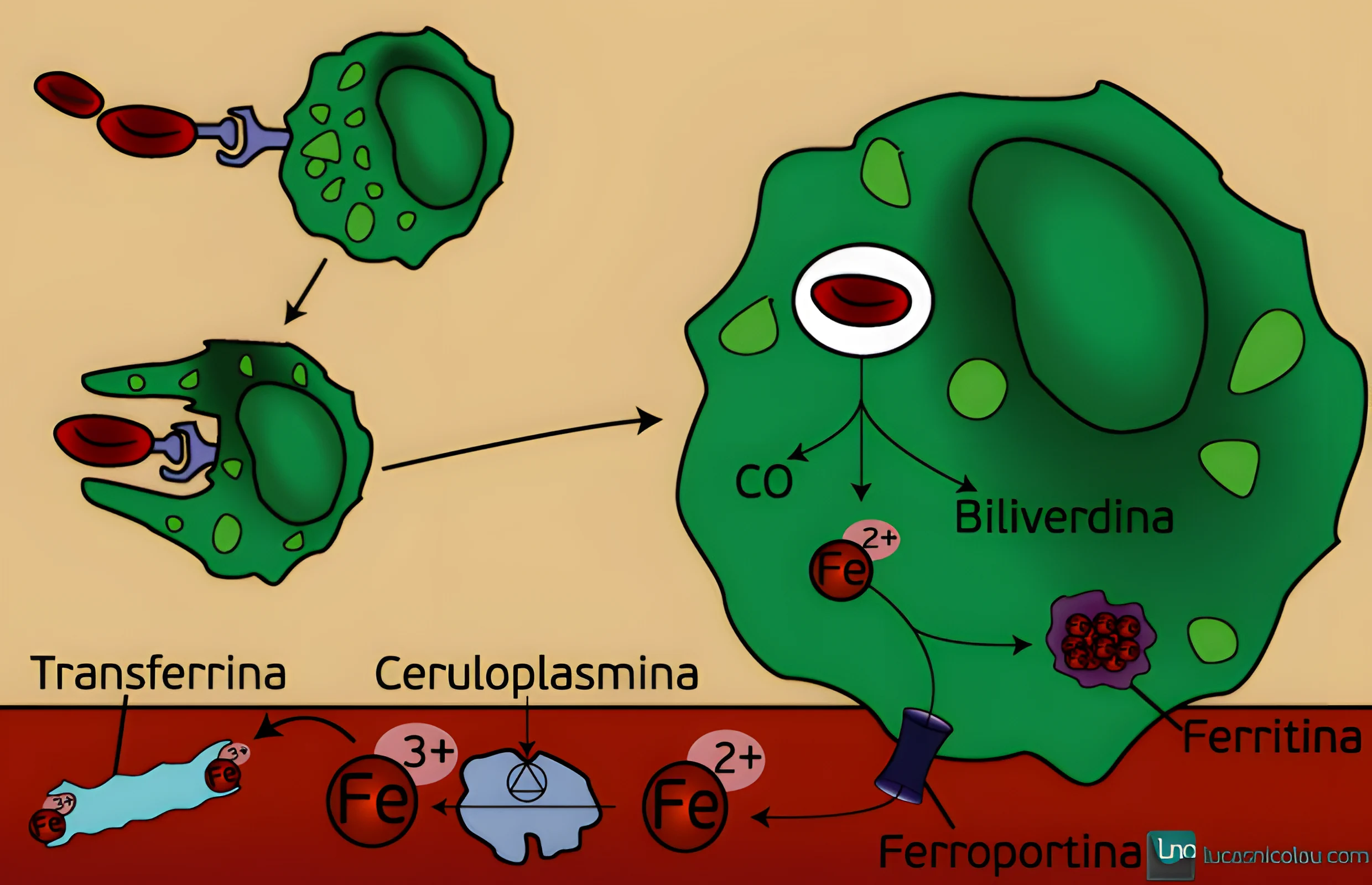 Metabolismo do Ferro