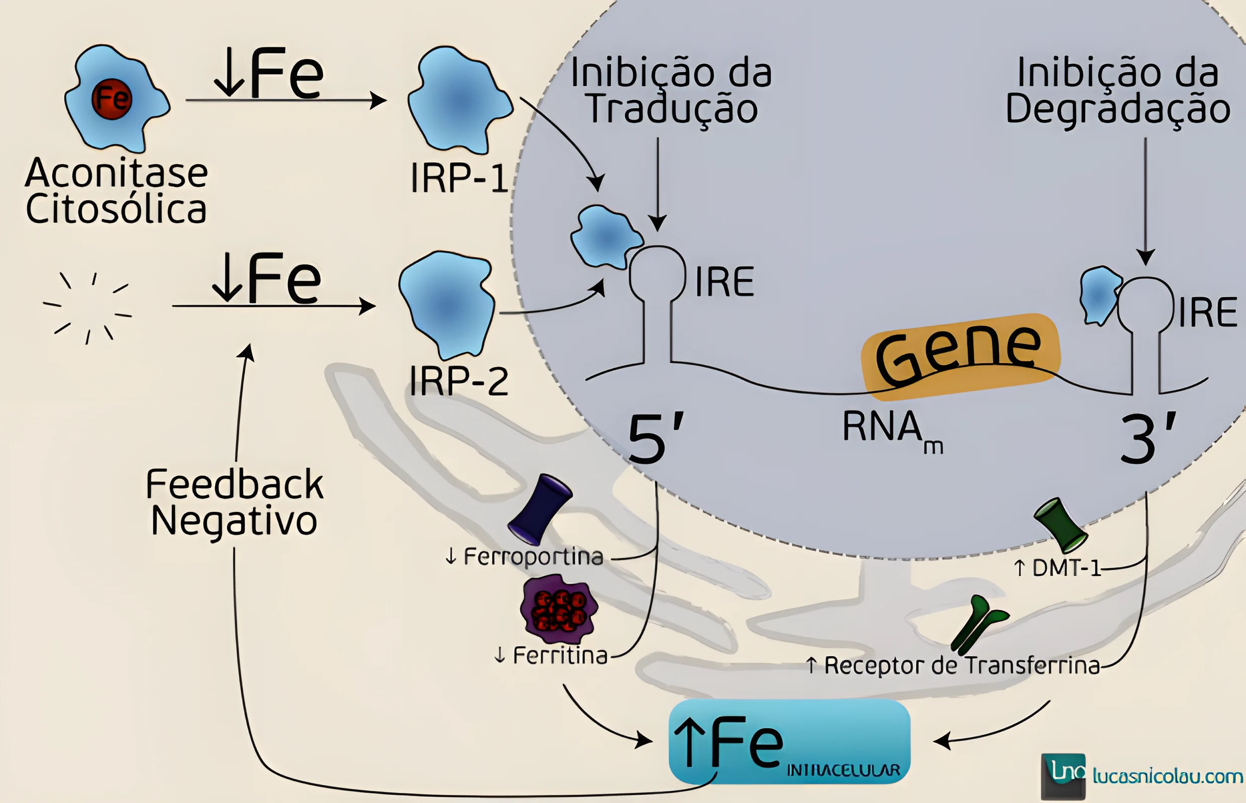 Metabolismo do Ferro