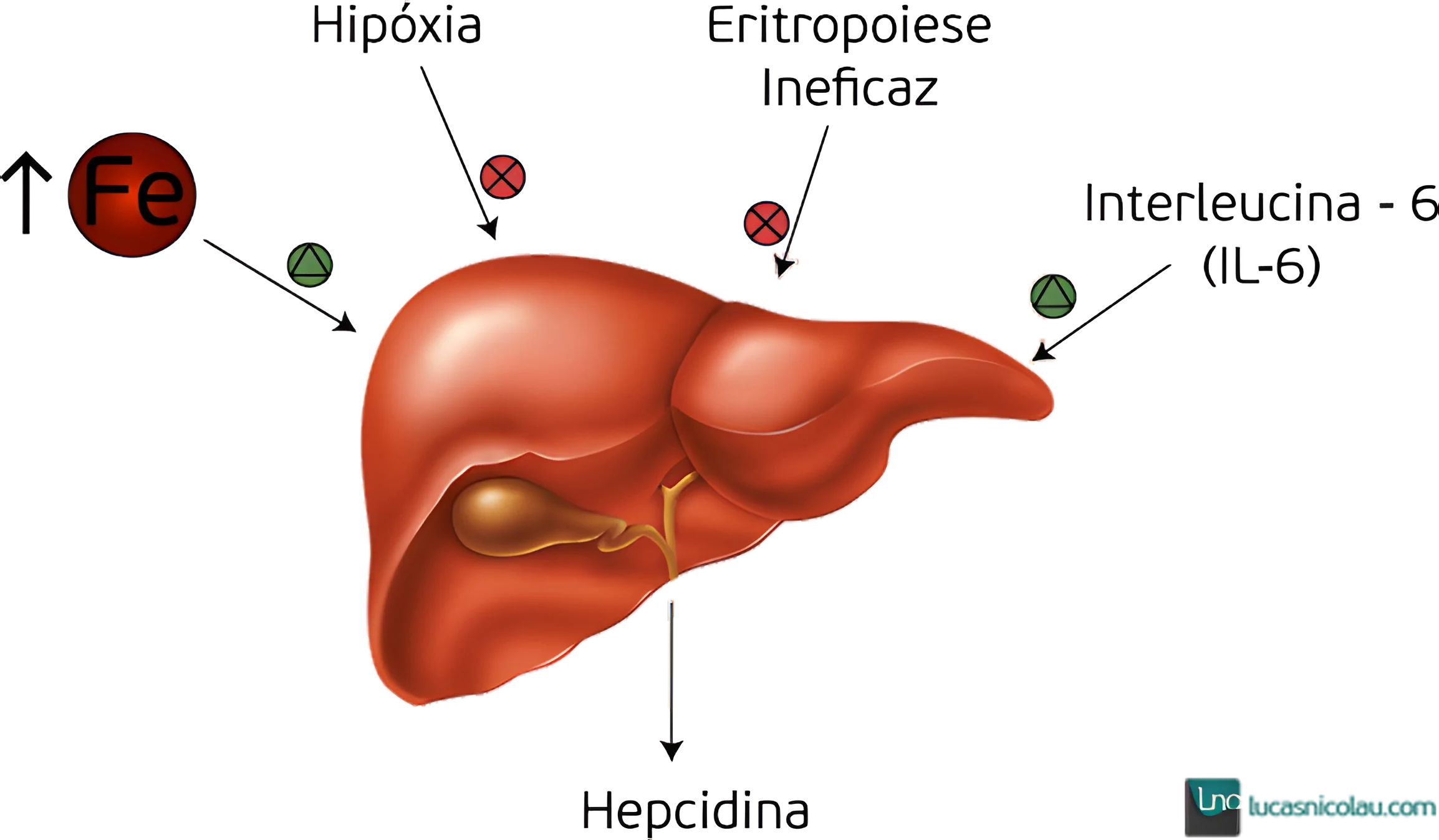 Metabolismo do Ferro