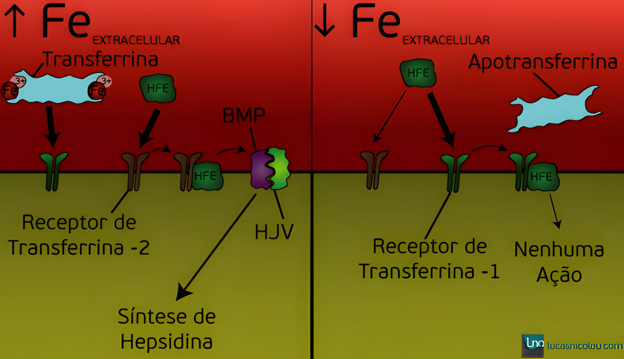 Metabolismo do Ferro