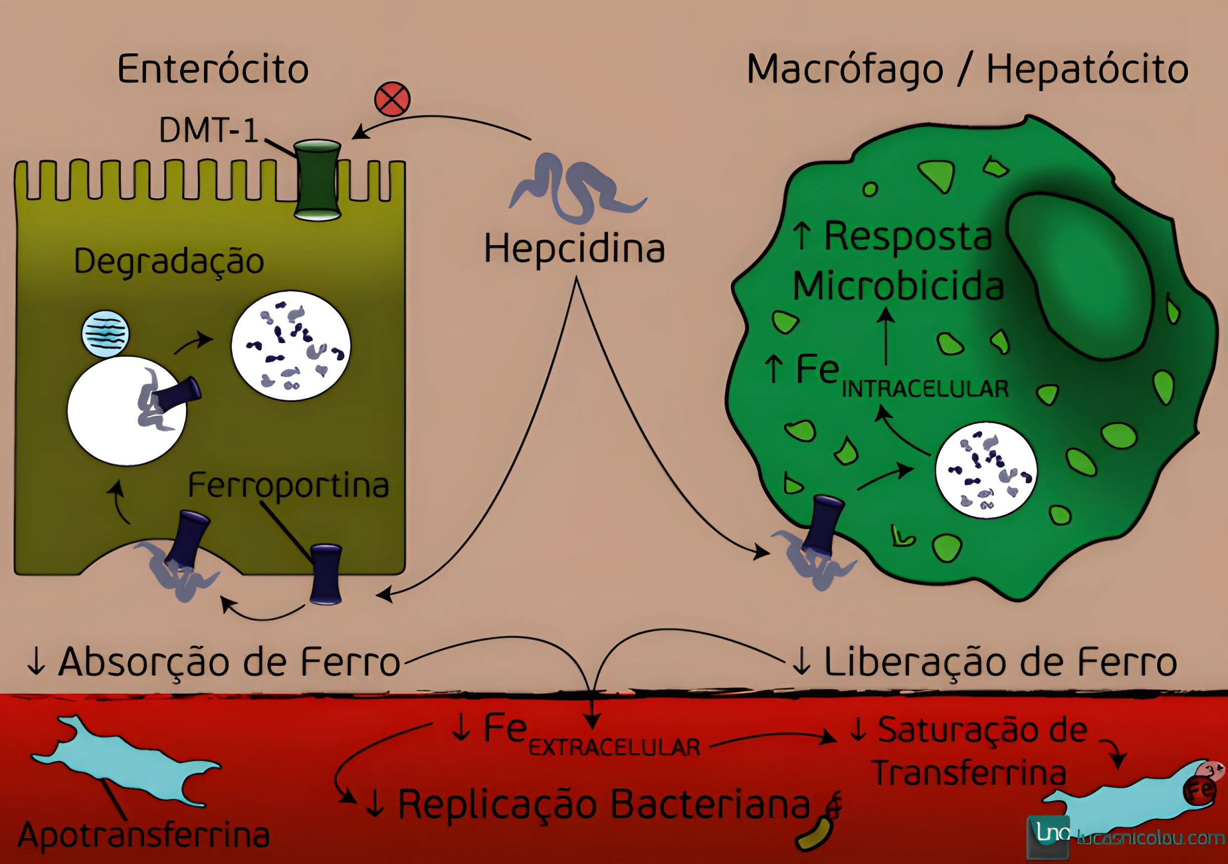 Metabolismo do Ferro