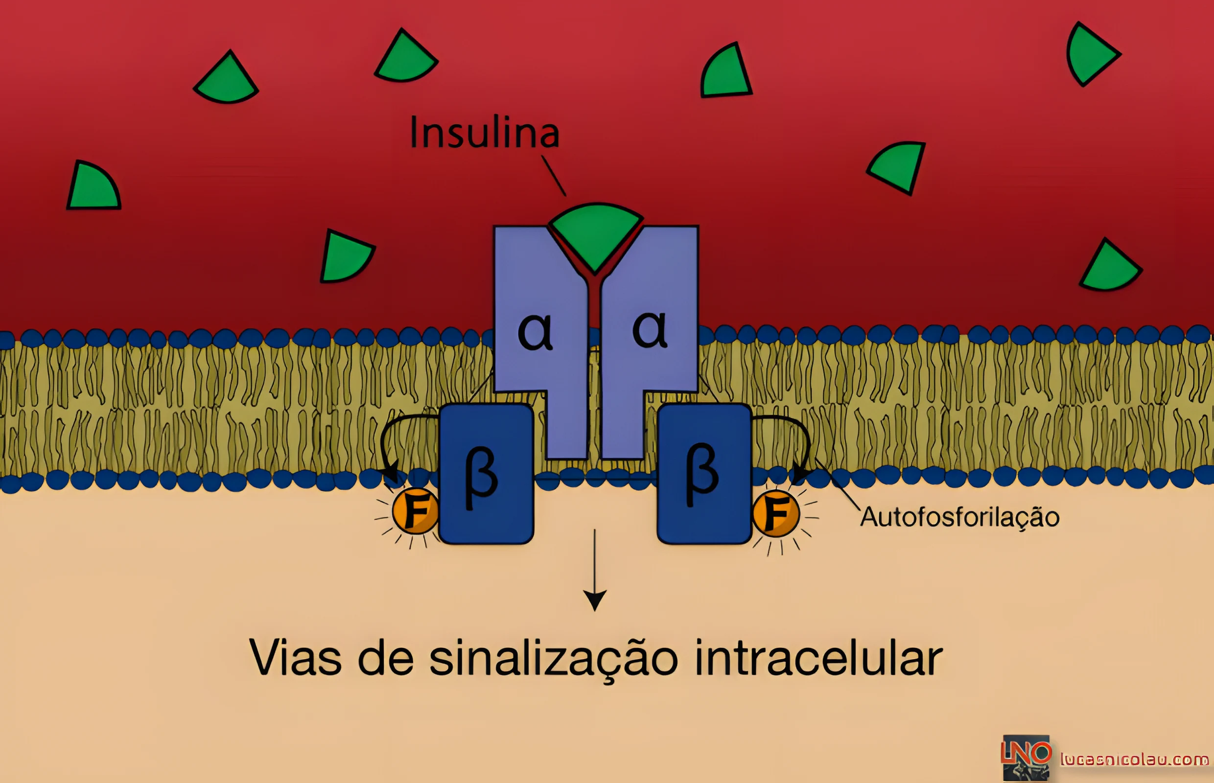 Resistência Insulínica